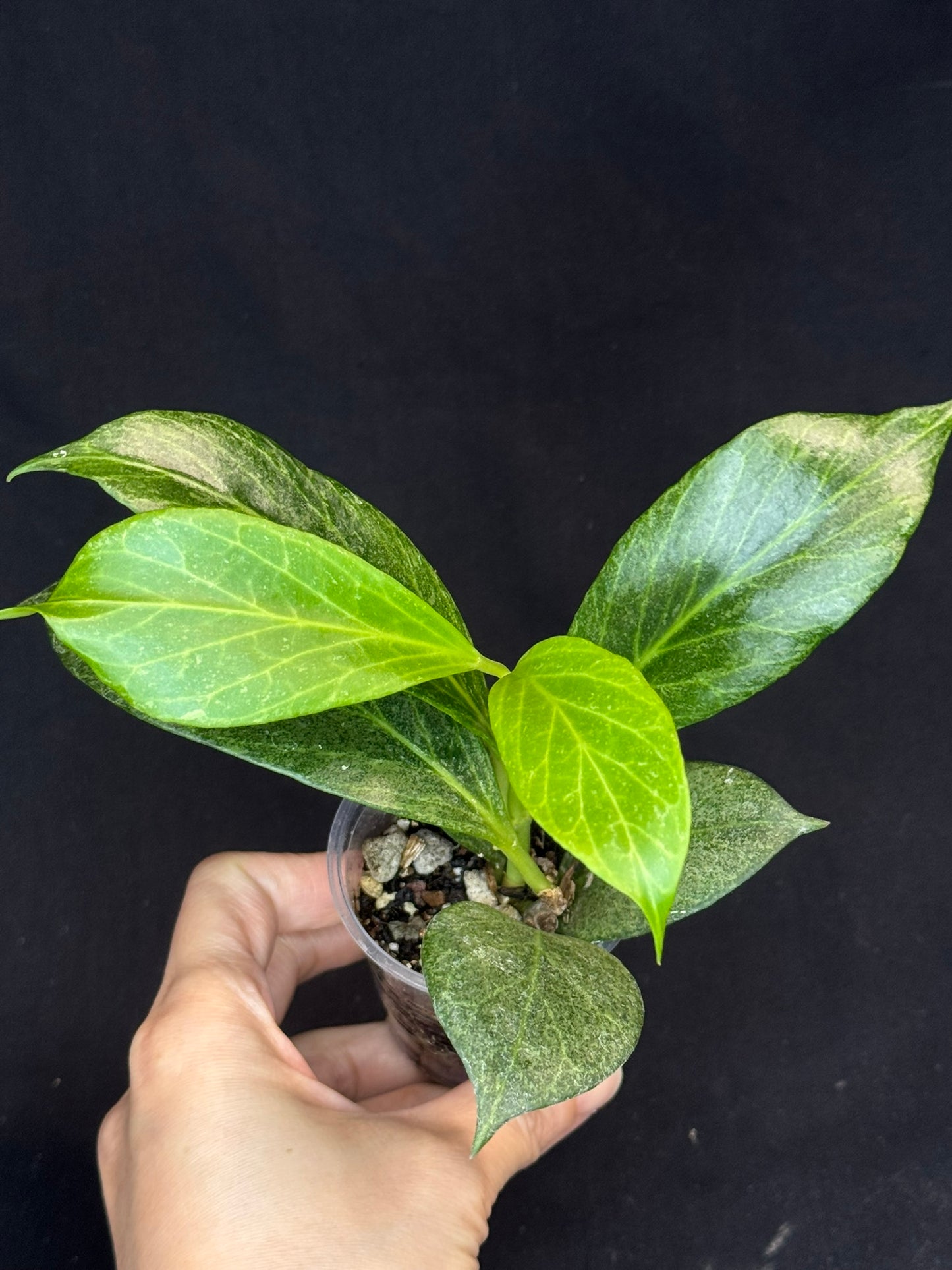 Hoya obscura silver, nice silvery green leaves