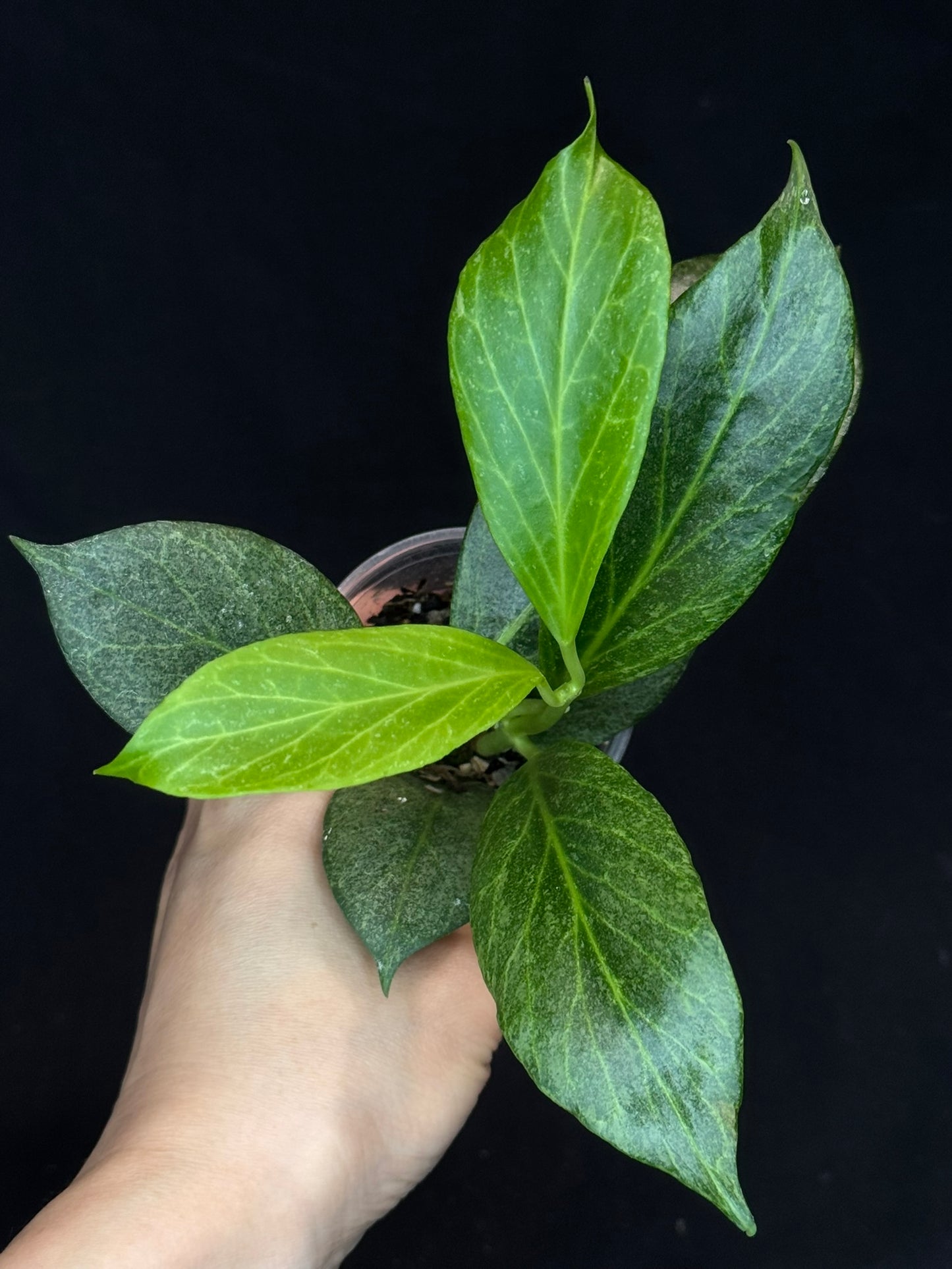 Hoya obscura silver, nice silvery green leaves
