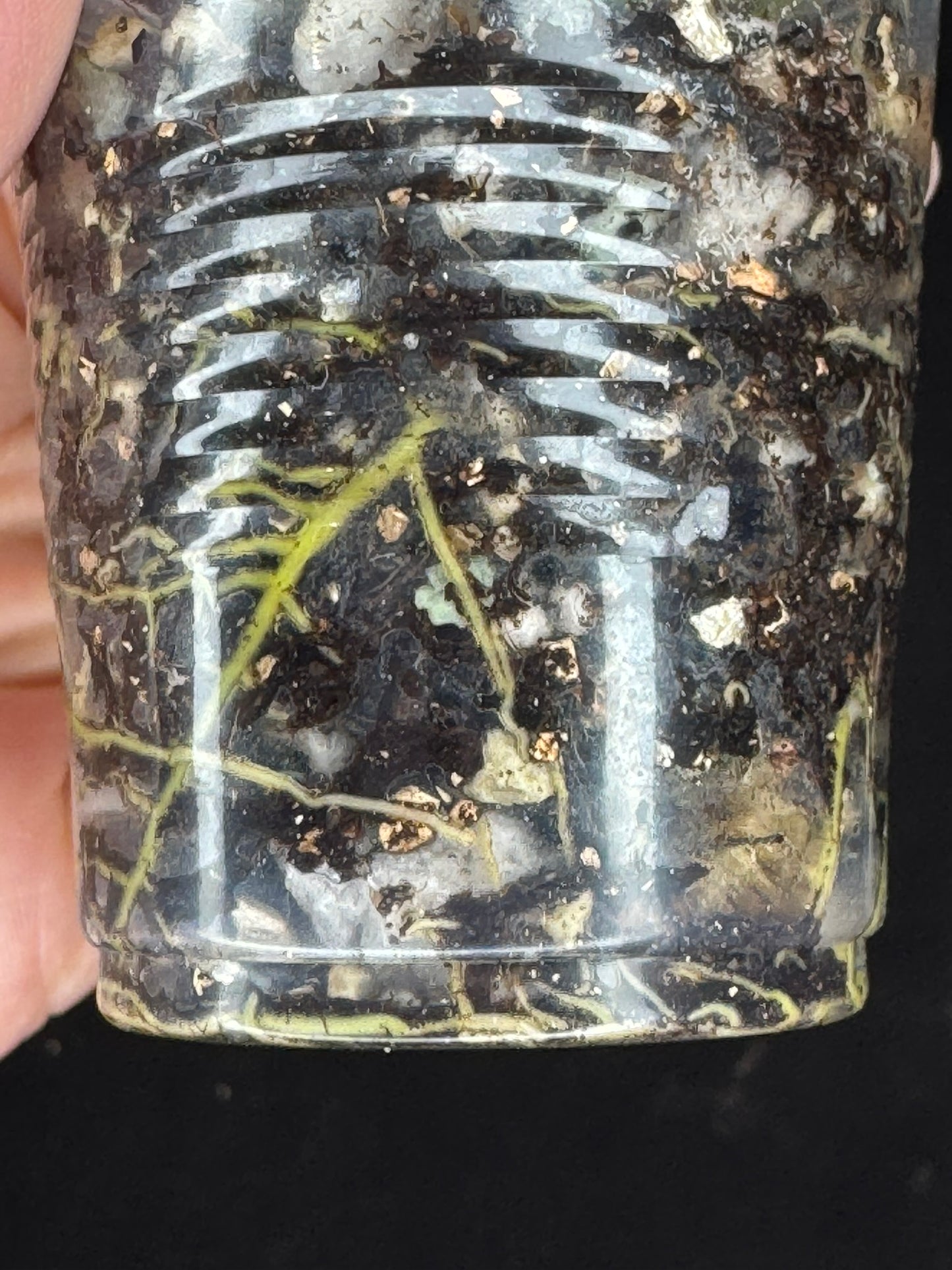 Hoya obscura silver, nice silvery green leaves