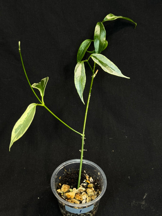 Hoya Buotti Albomarginata, nice water-color variegation (#1)