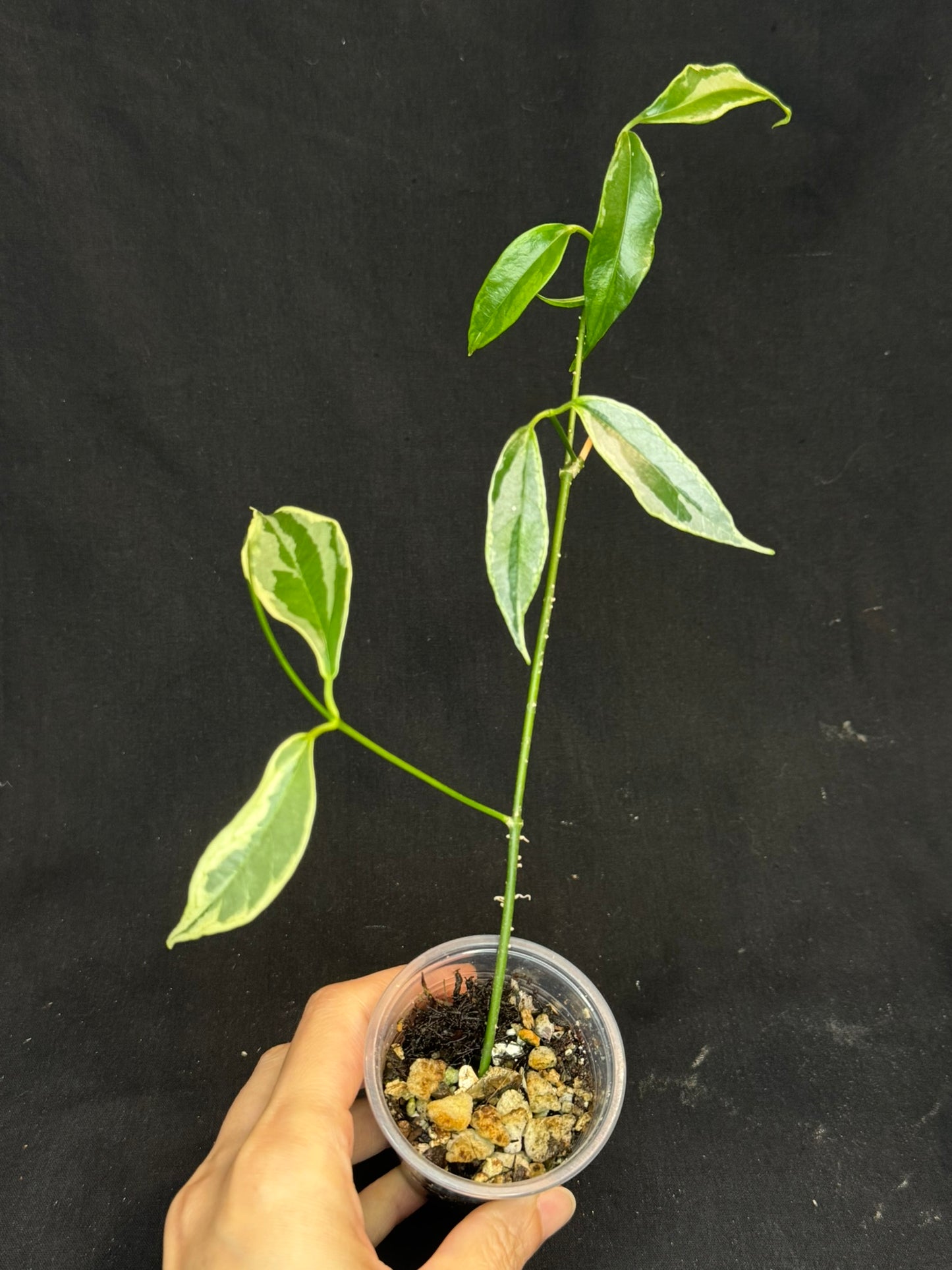 Hoya Buotti Albomarginata, nice water-color variegation (#1)