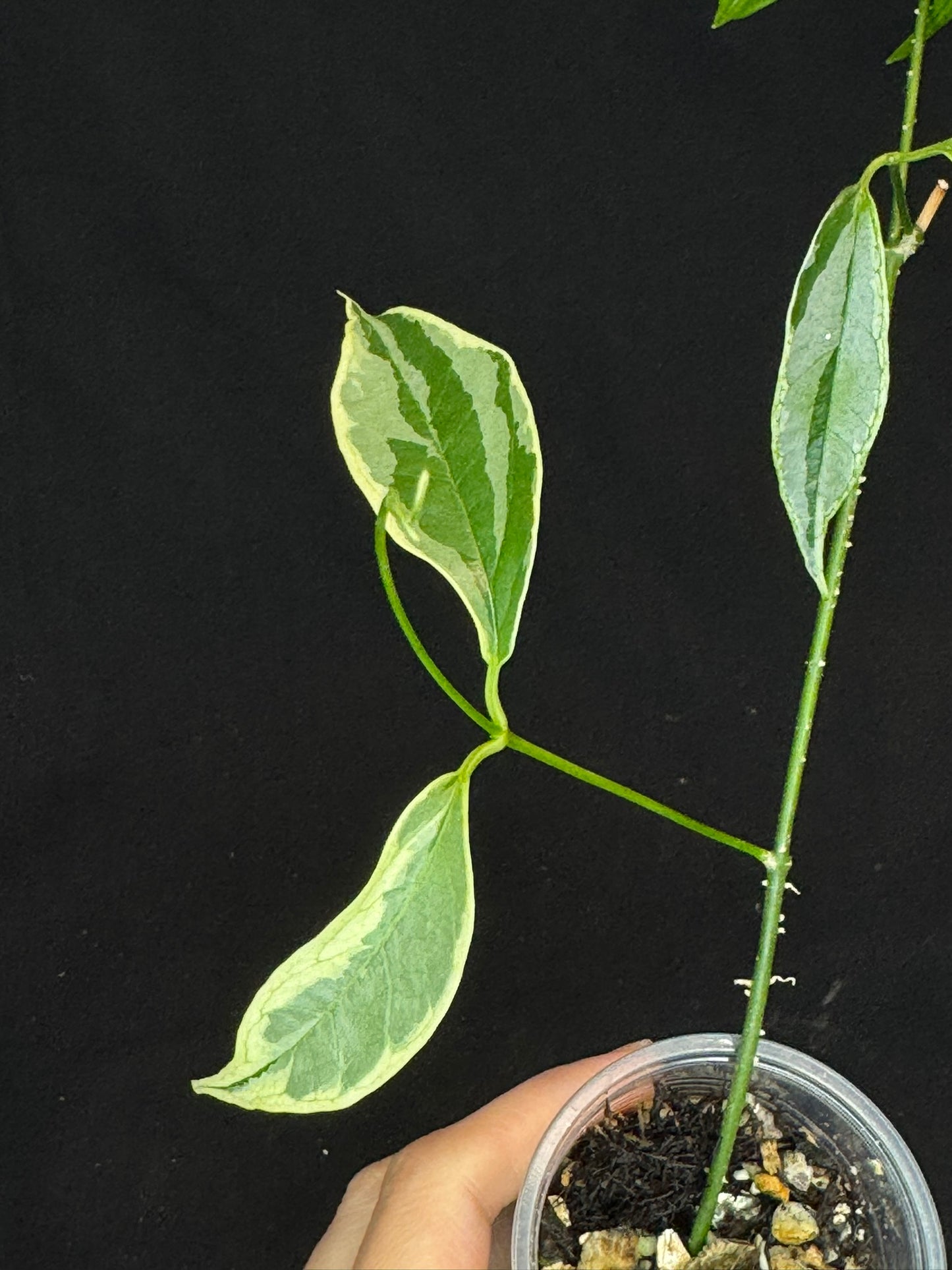 Hoya Buotti Albomarginata, nice water-color variegation (#1)