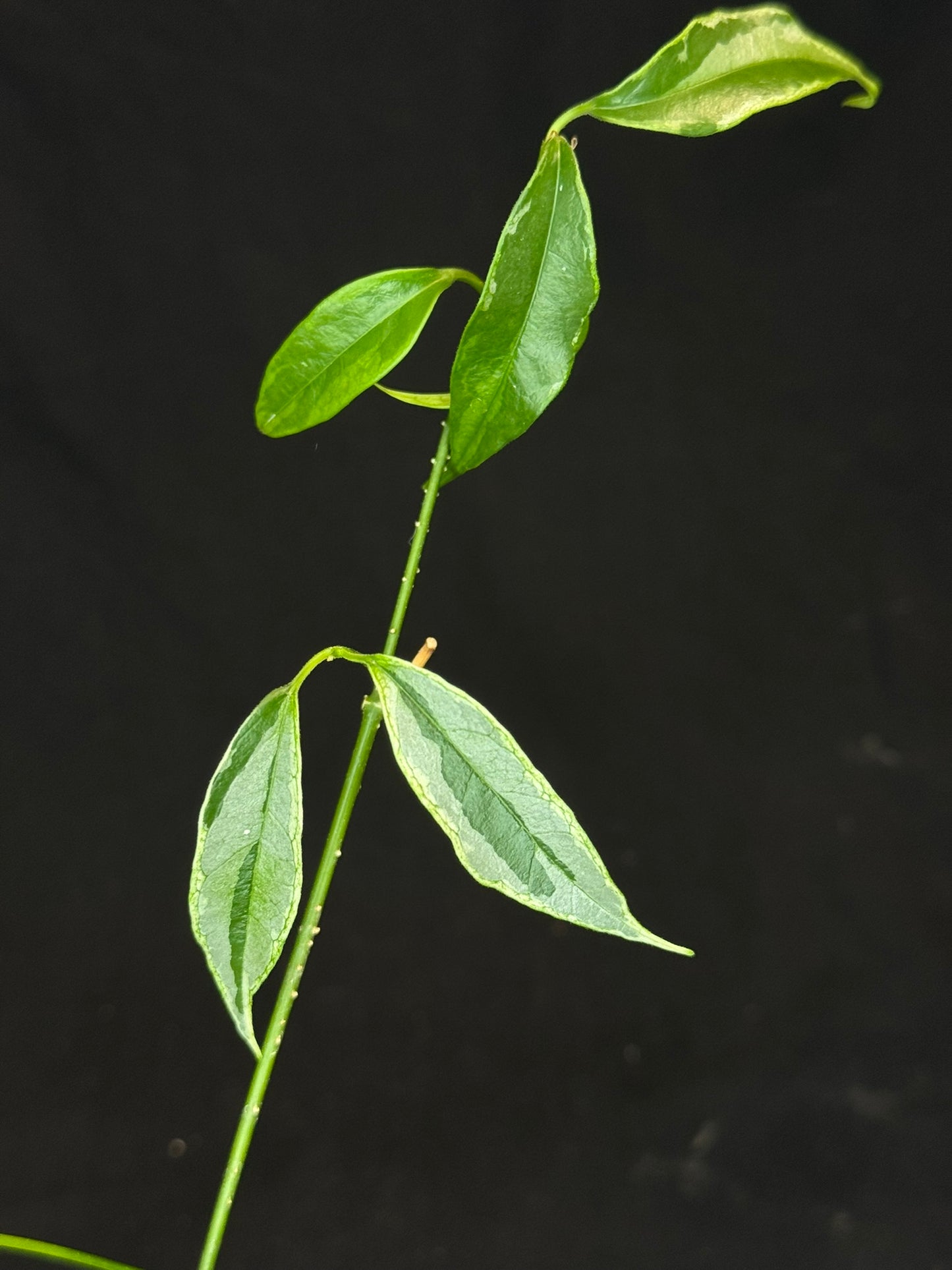 Hoya Buotti Albomarginata, nice water-color variegation (#1)