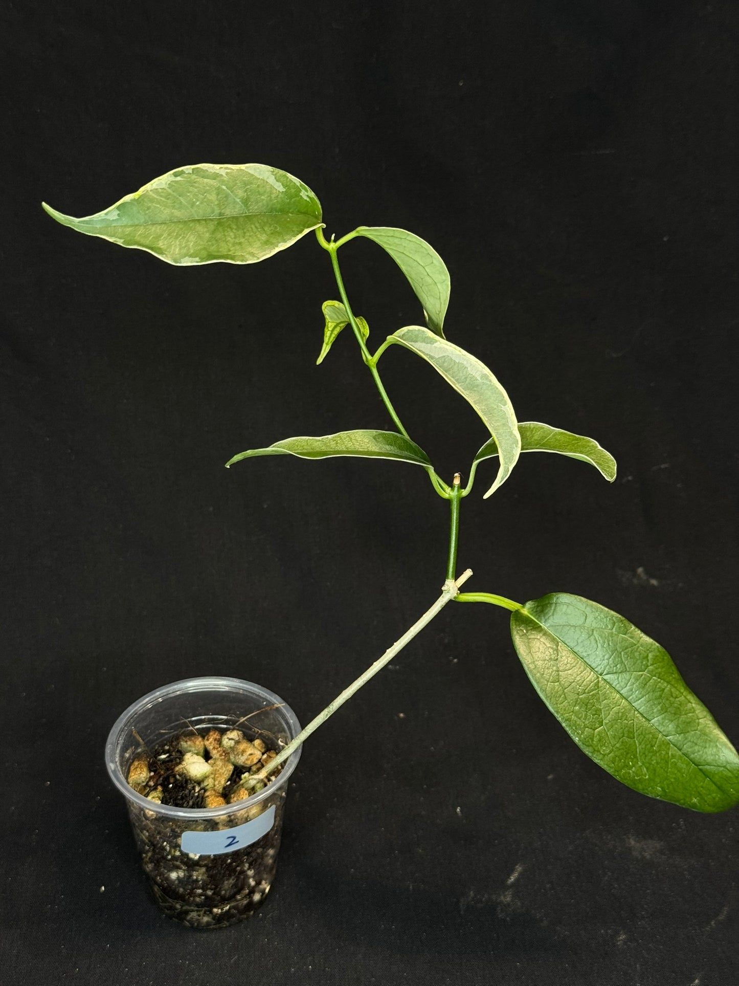 Hoya Buotti Albomarginata, nice water-color variegation (#2)