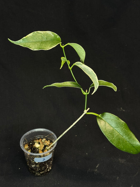 Hoya Buotti Albomarginata, nice water-color variegation (#2)