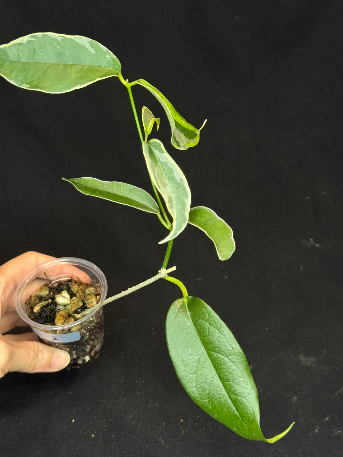 Hoya Buotti Albomarginata, nice water-color variegation (#2)