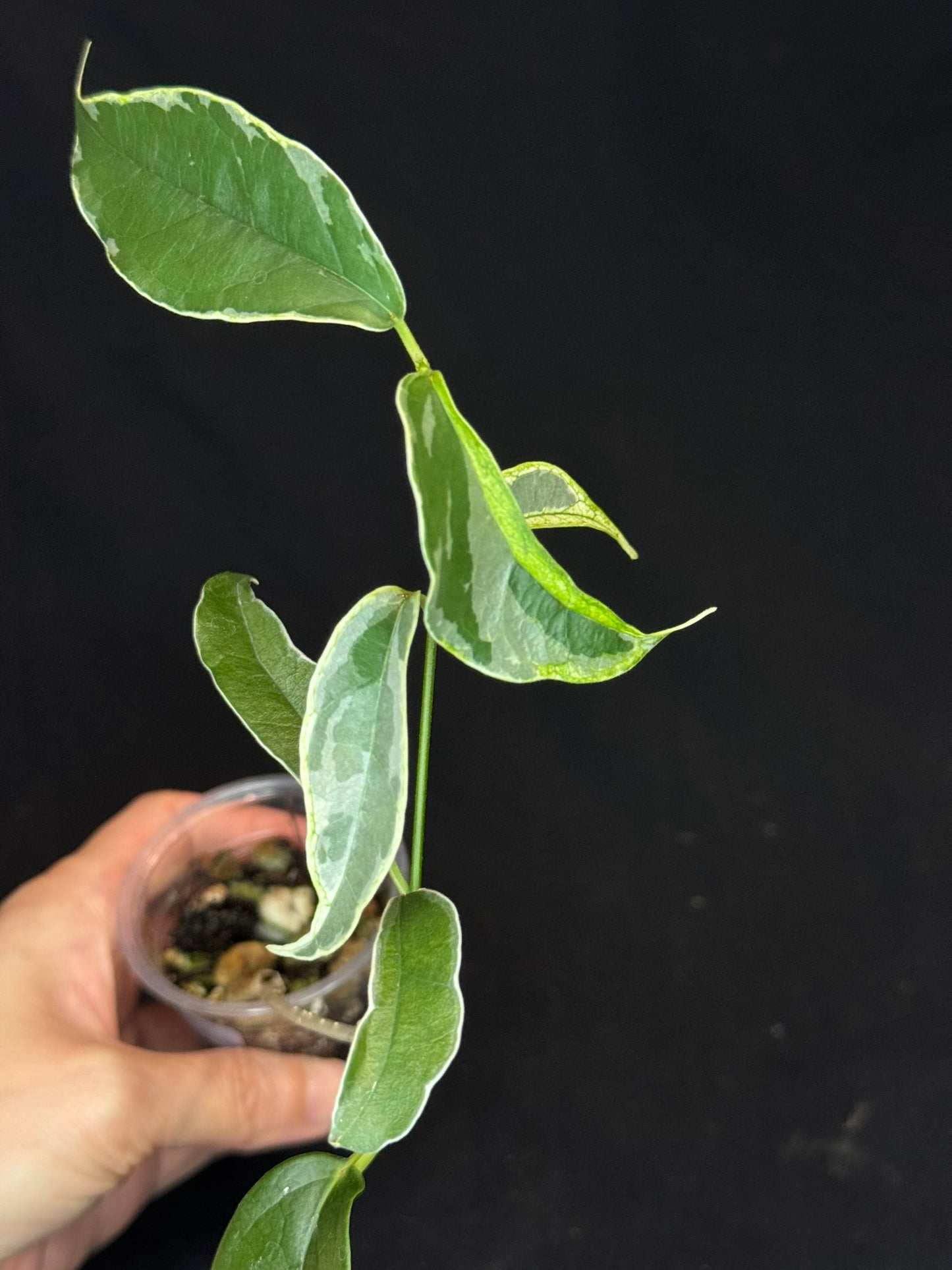 Hoya Buotti Albomarginata, nice water-color variegation (#2)