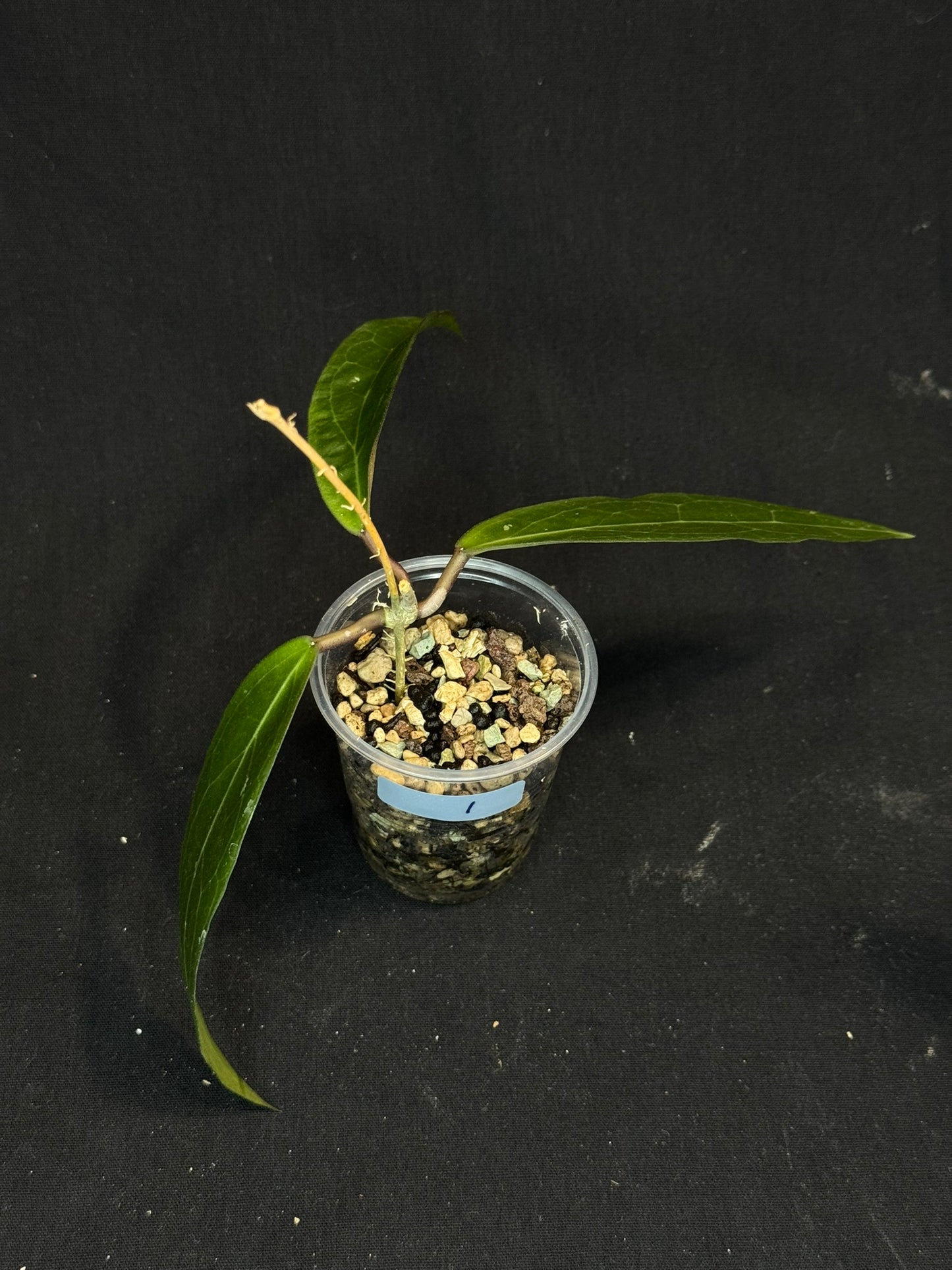 Hoya ‘Love Affair’ (GTX01-01) #1