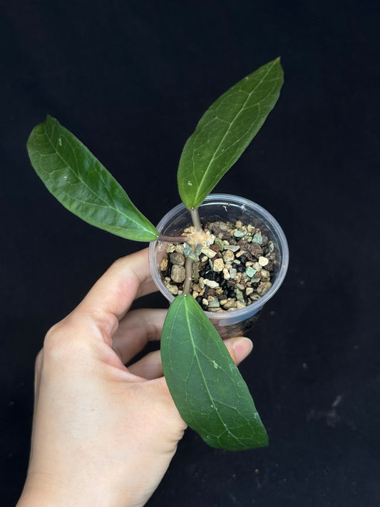 Hoya ‘Love Affair’ (GTX01-01) #1