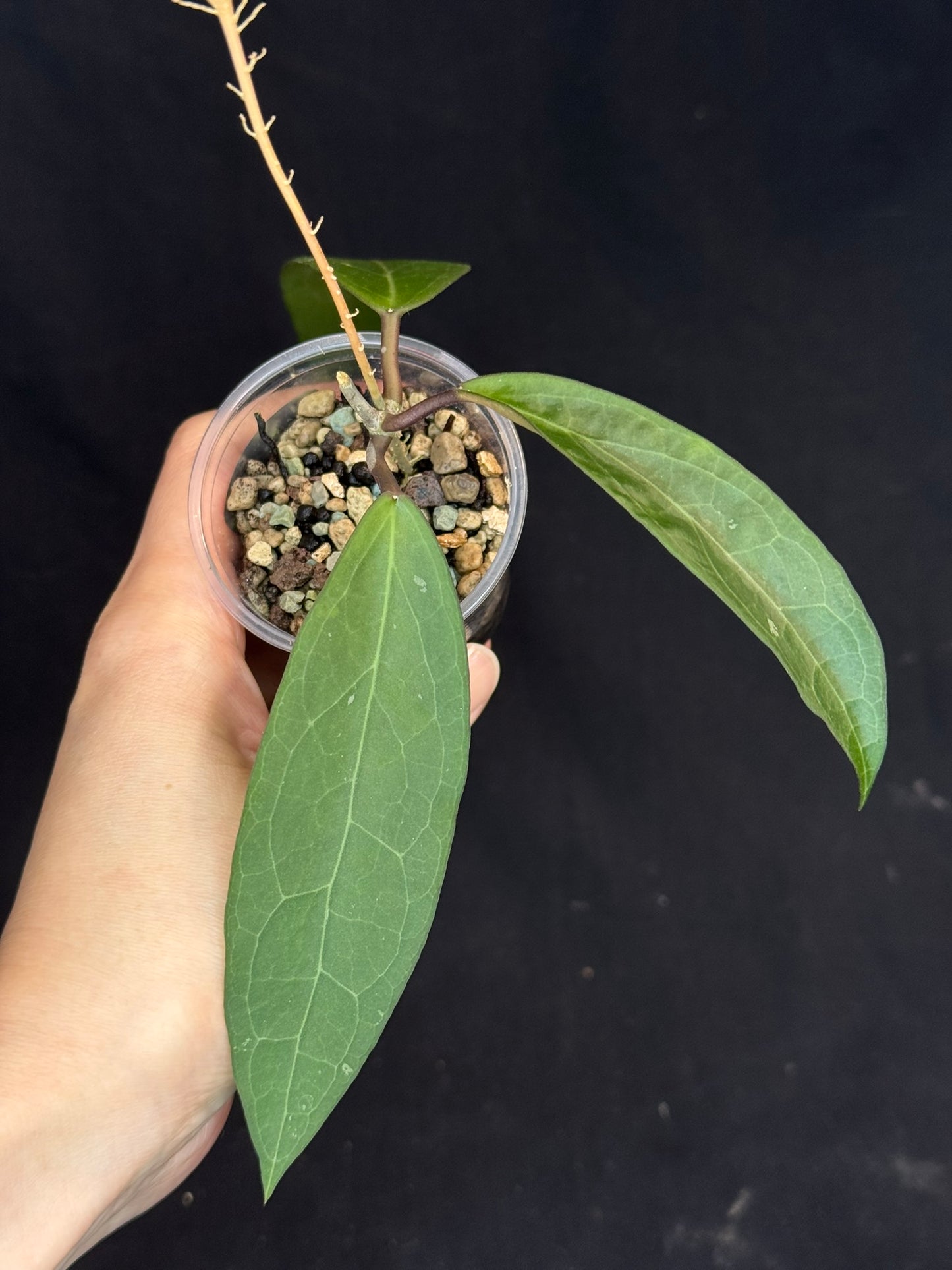 Hoya ‘Love Affair’ (GTX01-01) #1