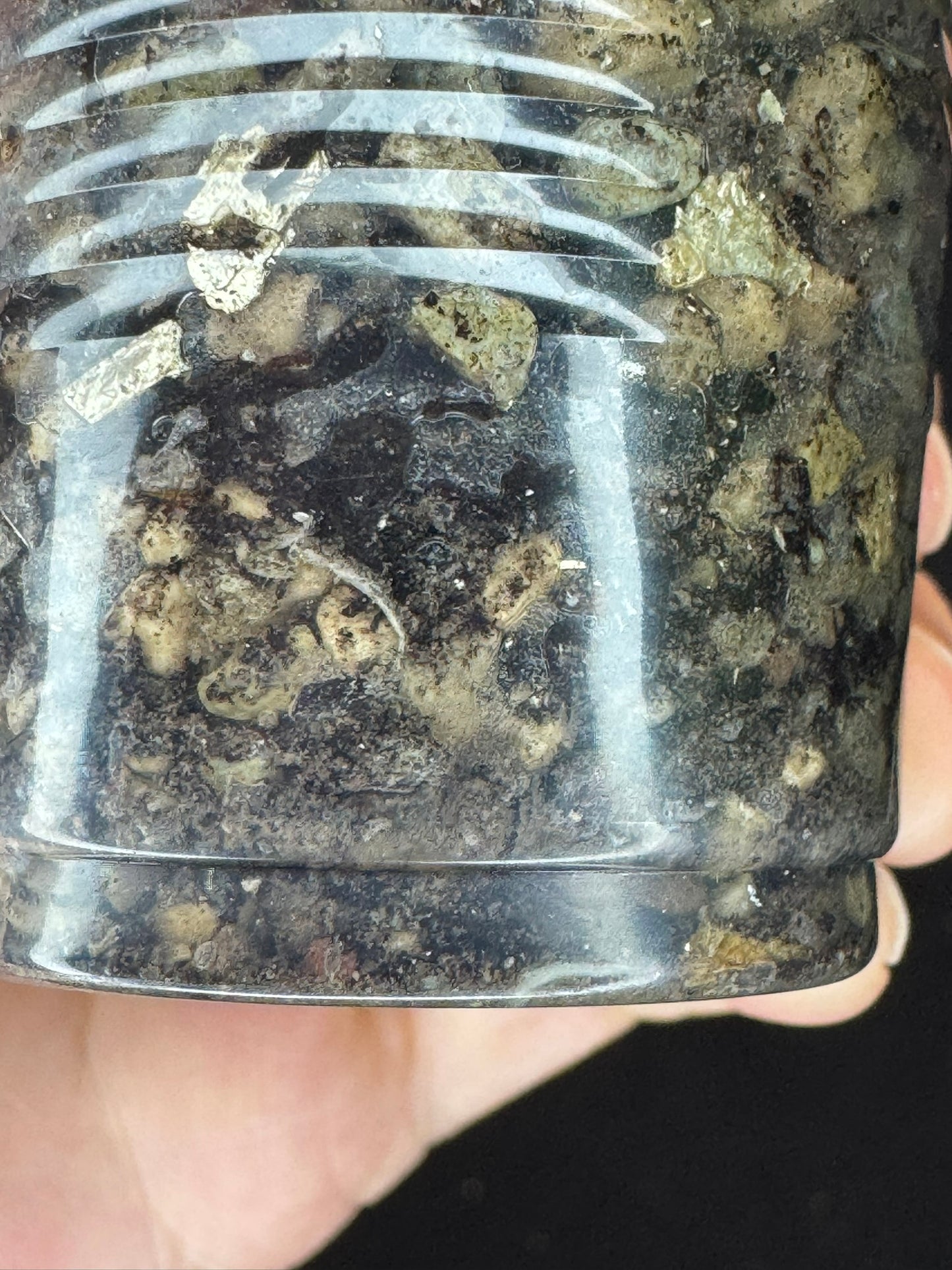 Hoya ‘Love Affair’ (GTX01-01) #1