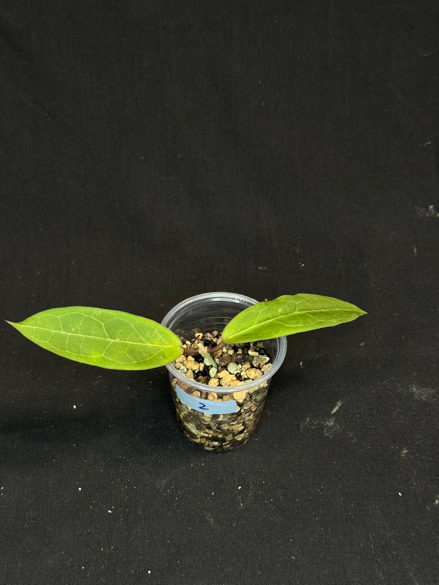 Hoya ‘Love Affair’ (GTX01-01) #2