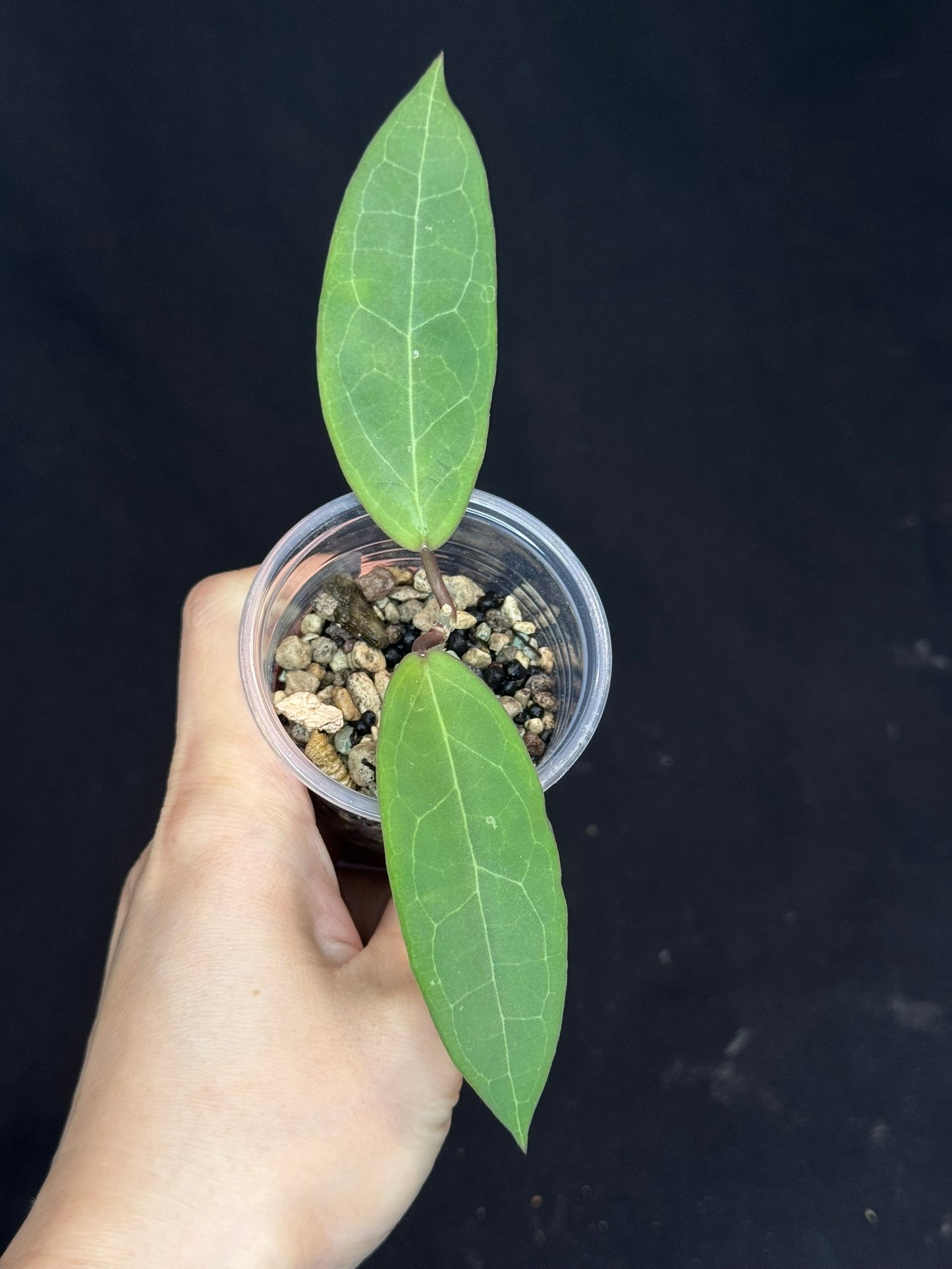 Hoya ‘Love Affair’ (GTX01-01) #2