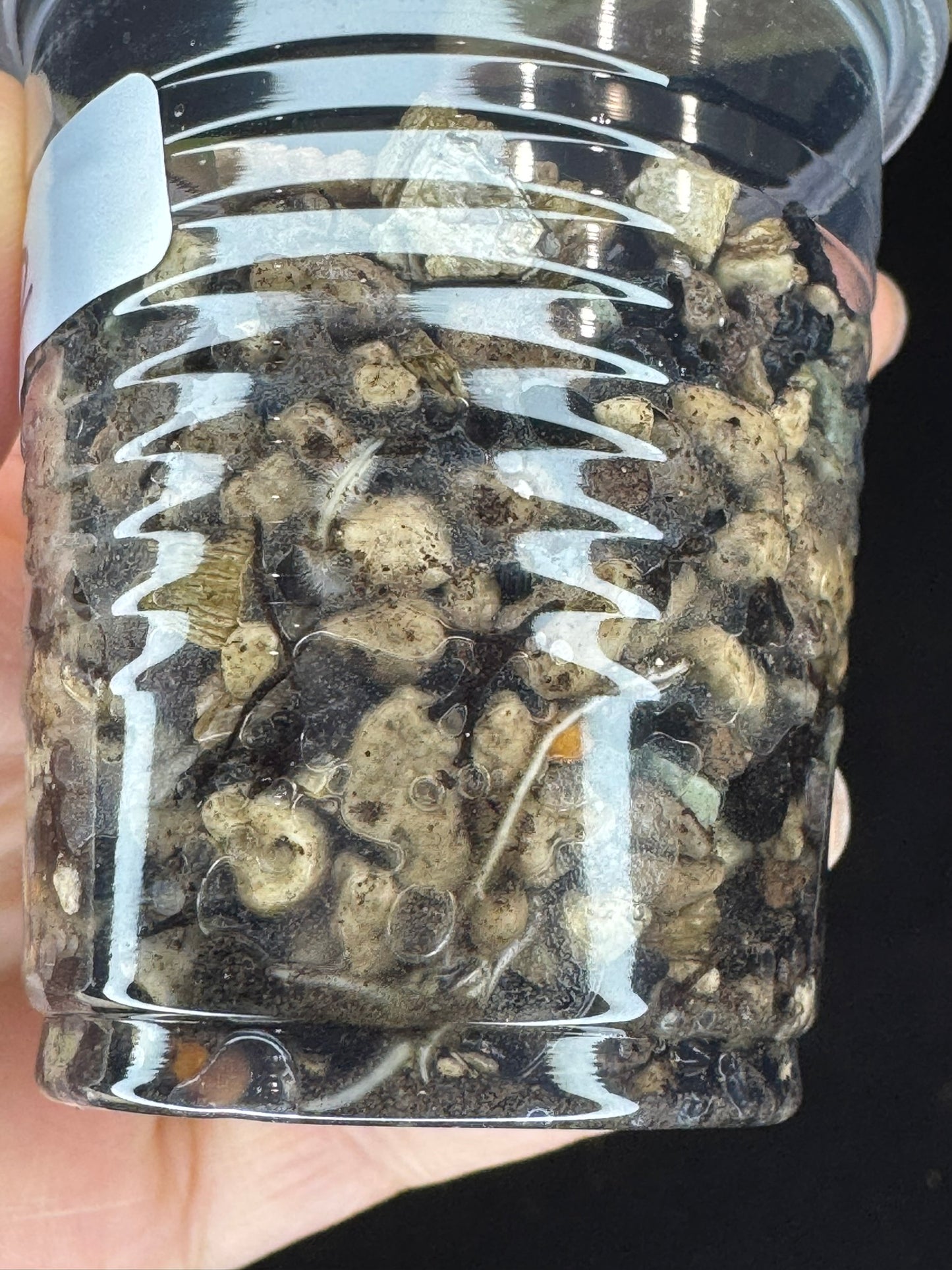 Hoya ‘Love Affair’ (GTX01-01) #2