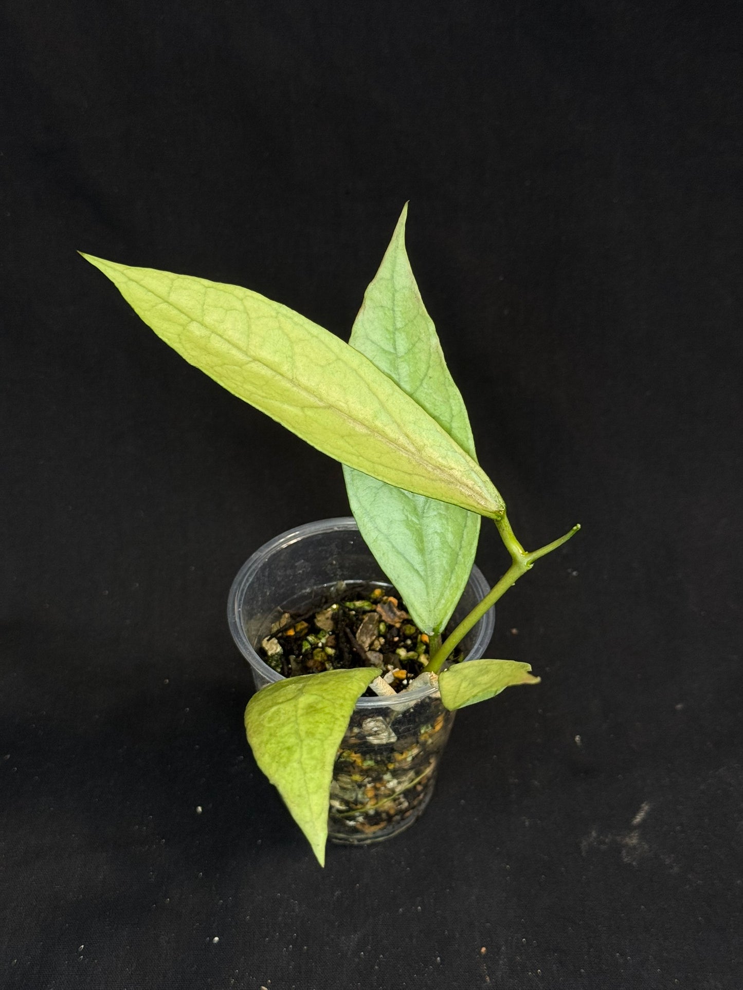 UNICORN🦄! Hoya germany silver, silvery light green leaves with new growth, rare (2)