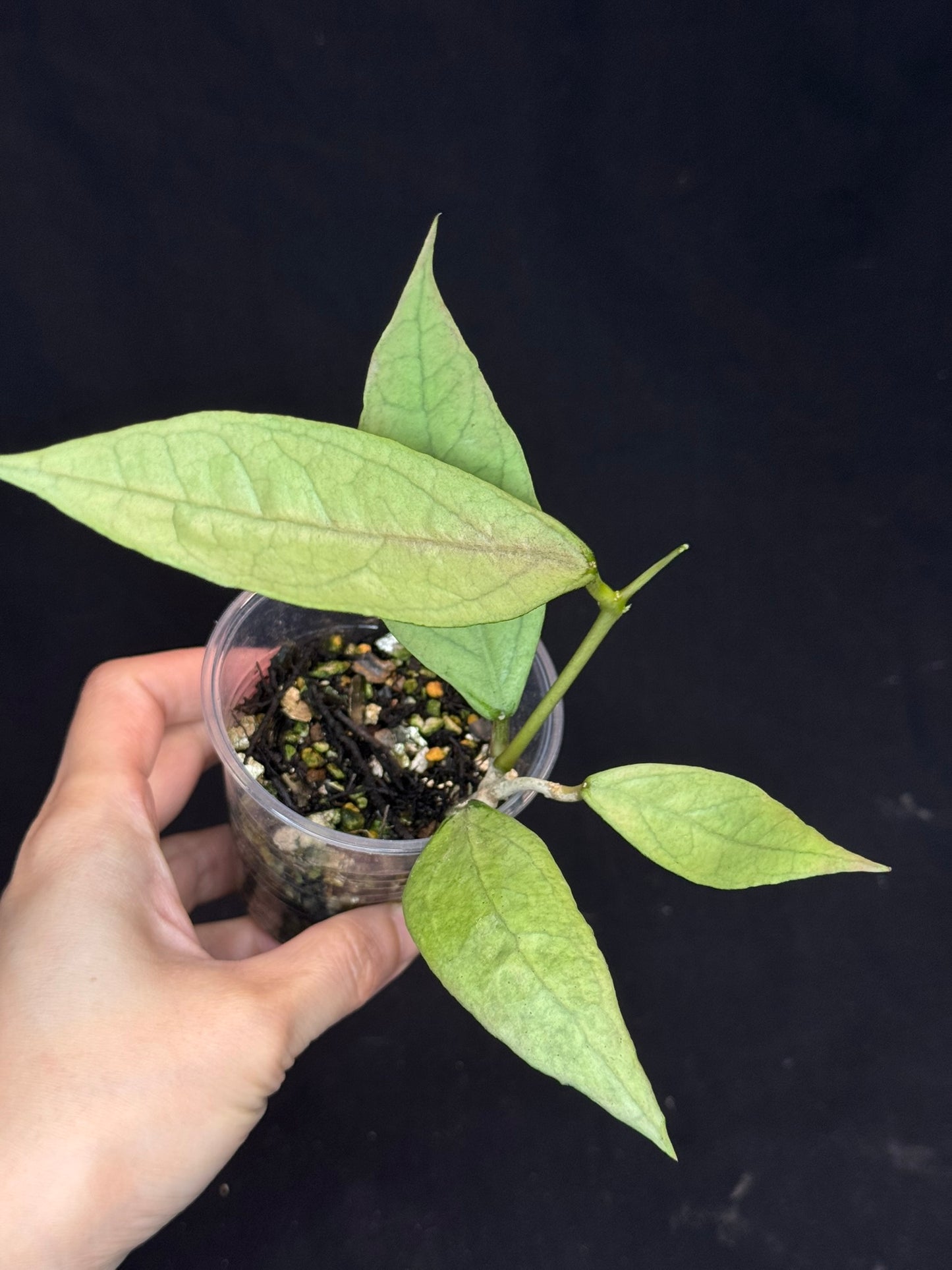 UNICORN🦄! Hoya germany silver, silvery light green leaves with new growth, rare (2)
