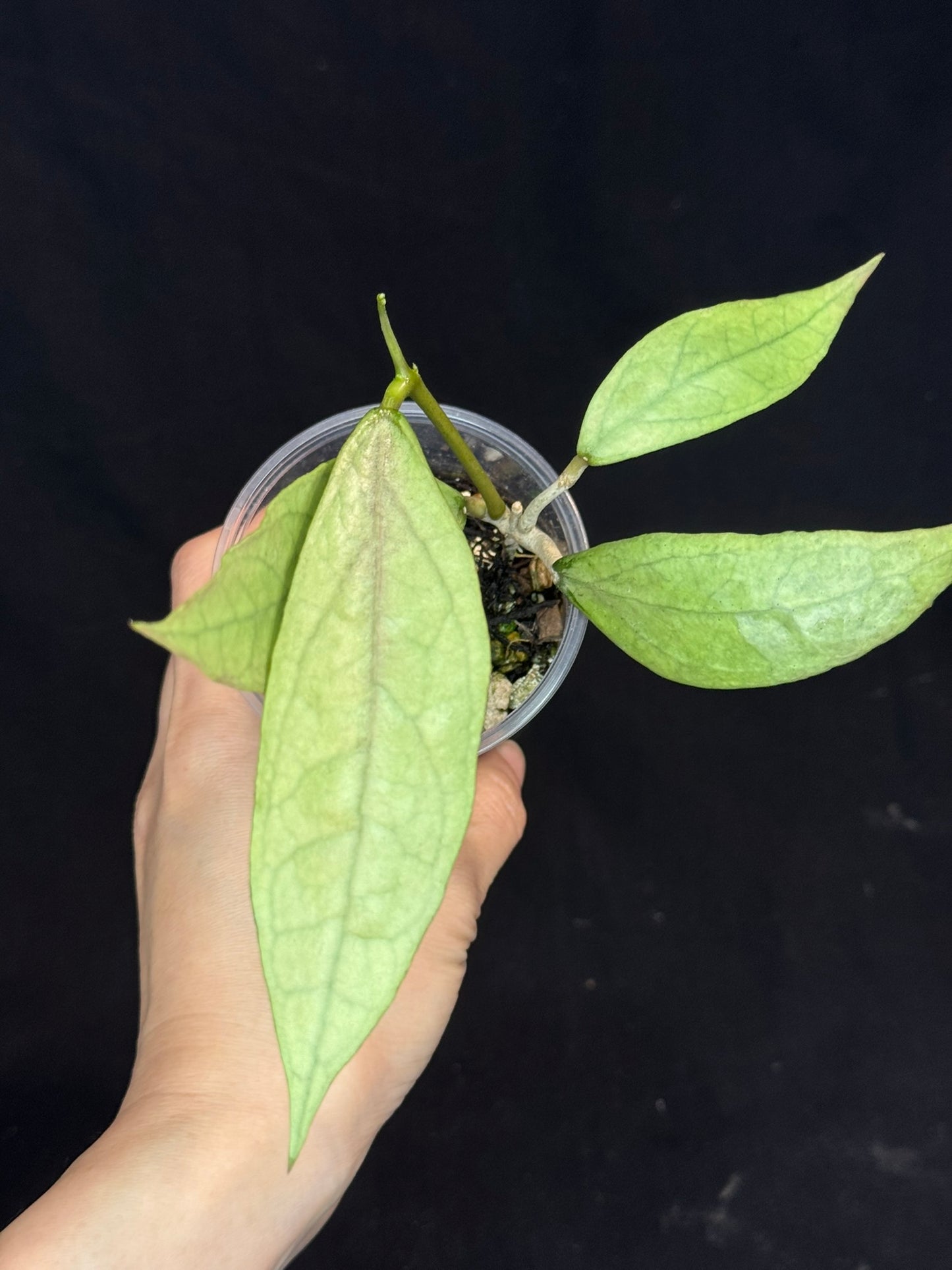 UNICORN🦄! Hoya germany silver, silvery light green leaves with new growth, rare (2)