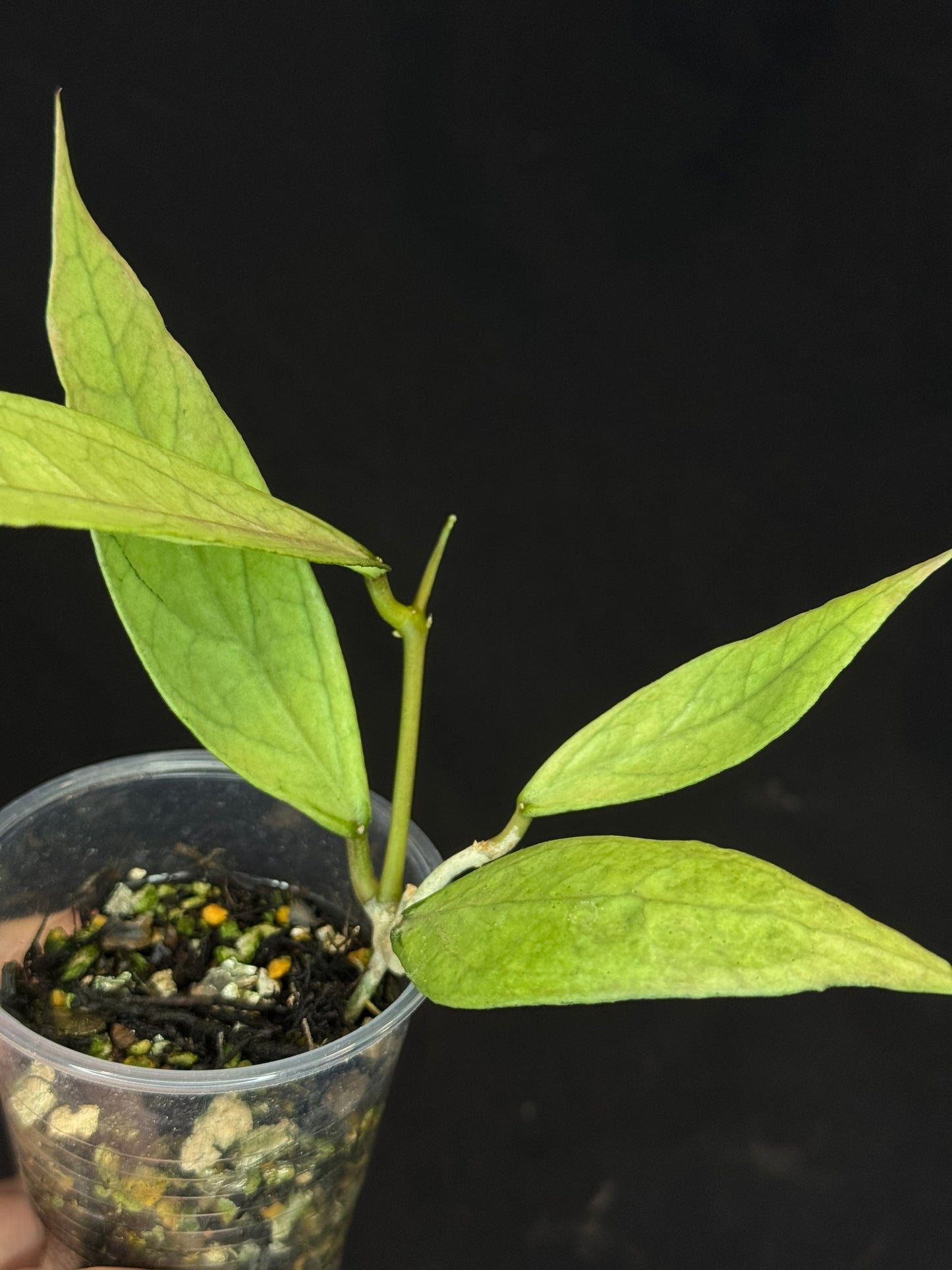 UNICORN🦄! Hoya germany silver, silvery light green leaves with new growth, rare (2)