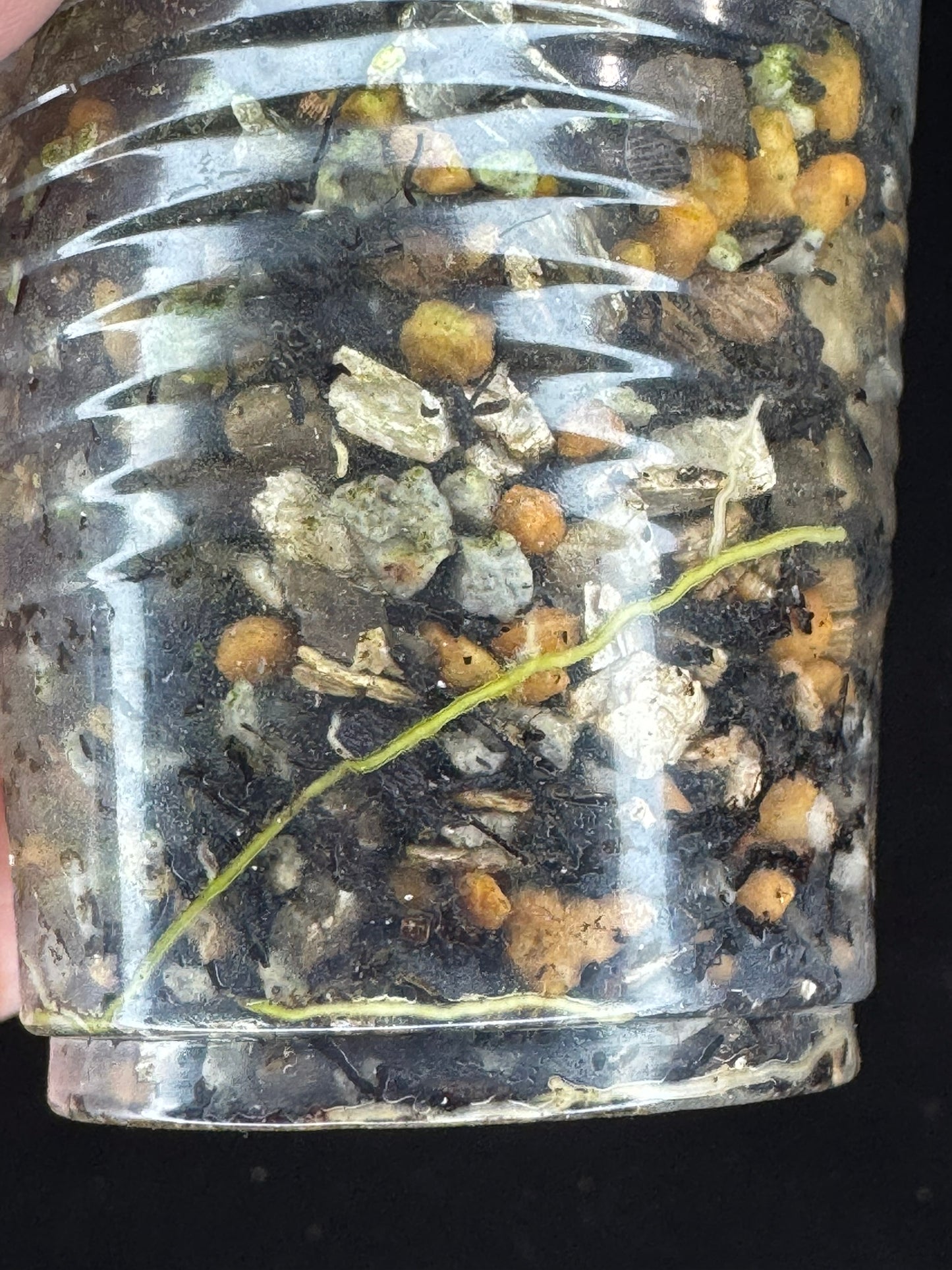 UNICORN🦄! Hoya germany silver, silvery light green leaves with new growth, rare (2)