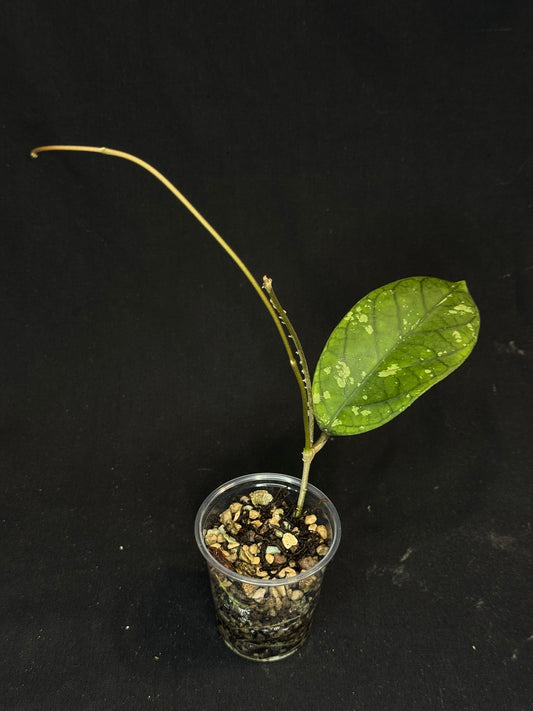 Hoya aff meredithii, big splashy leaves