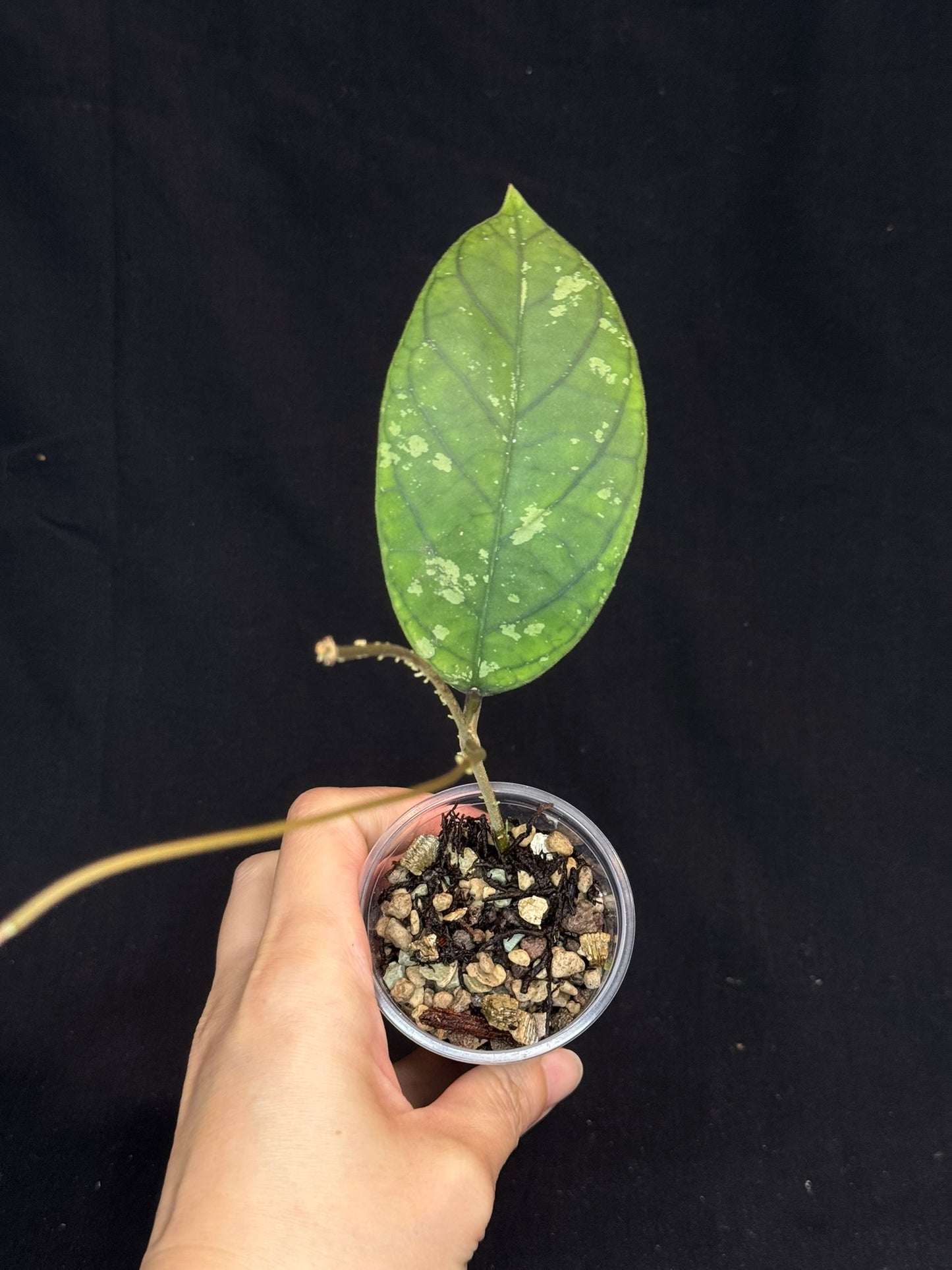 Hoya aff meredithii, big splashy leaves