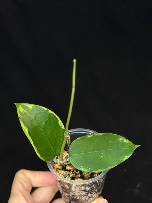 Hoya Panglai West Java (#2), albo variegation