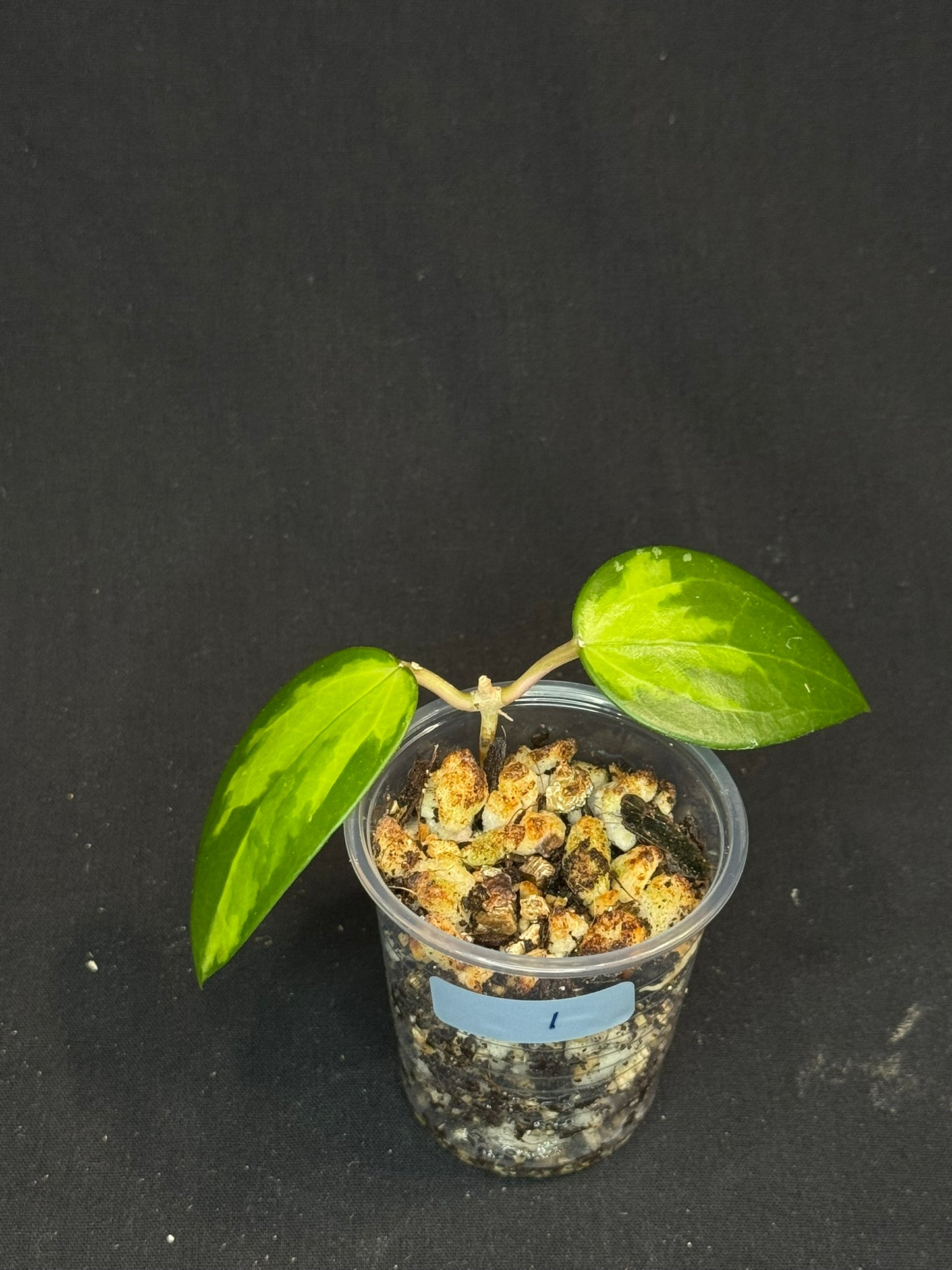 Hoya verticillata inner variegated (#1), nice variegation
