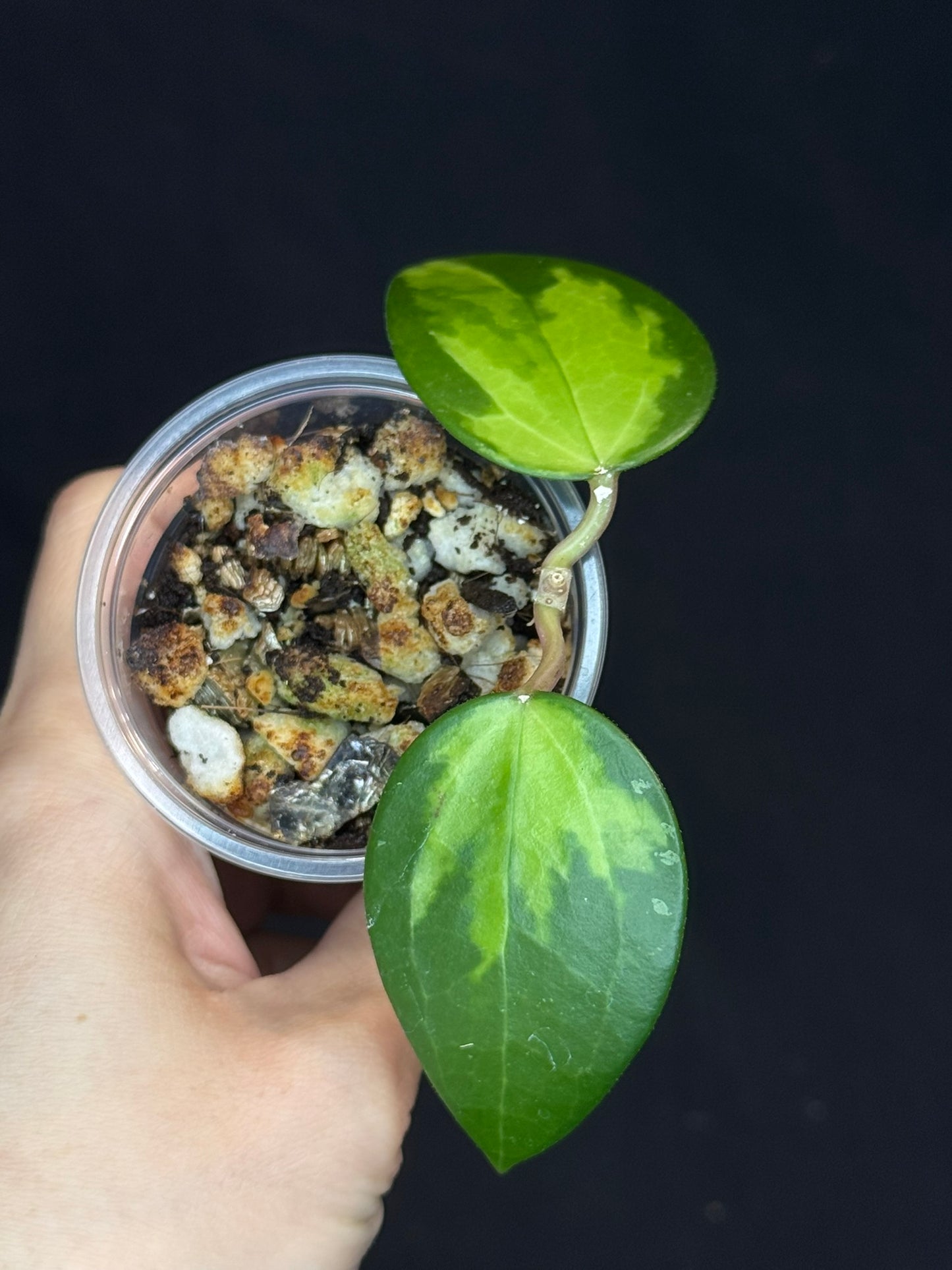 Hoya verticillata inner variegated (#1), nice variegation