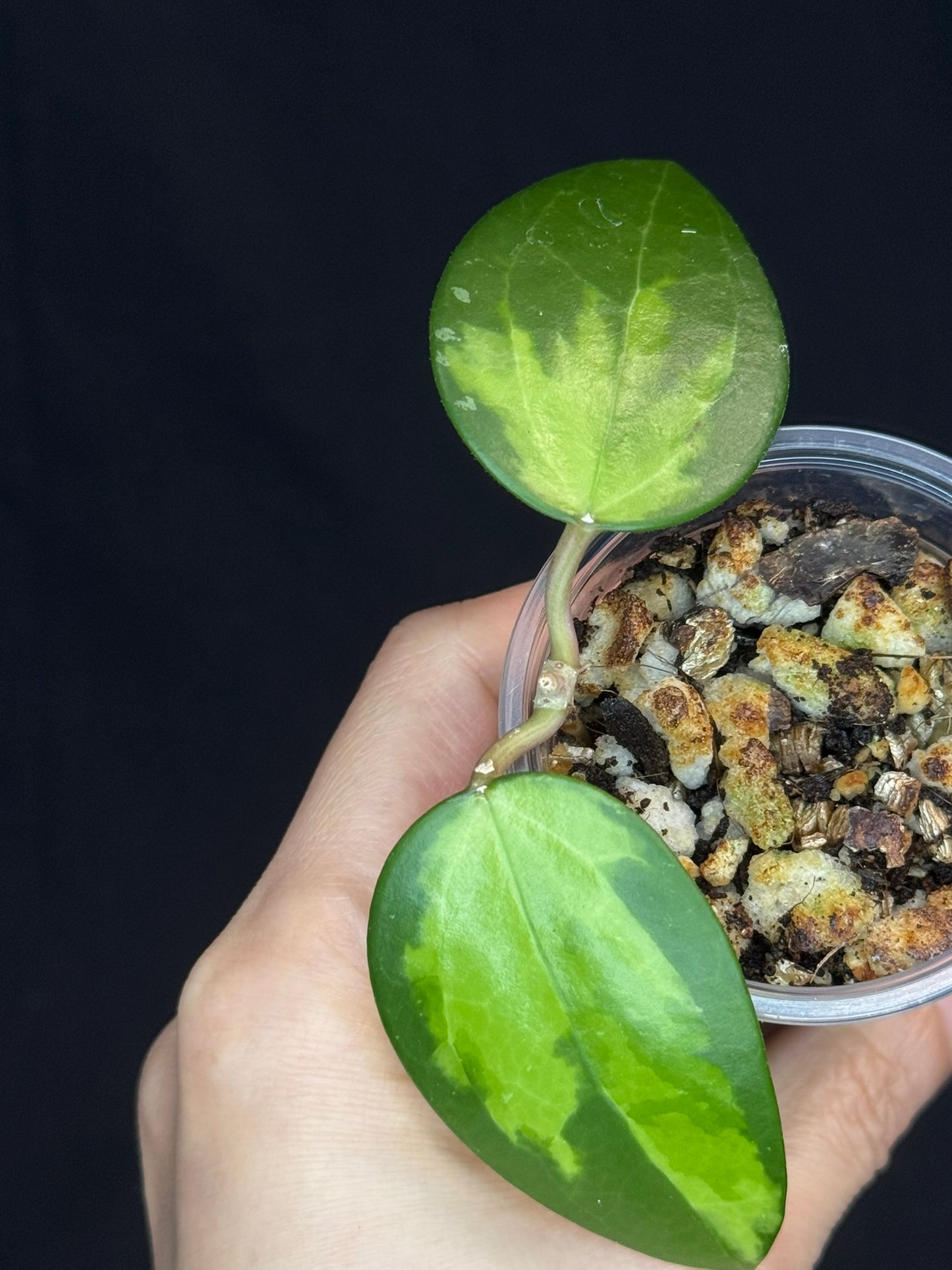 Hoya verticillata inner variegated (#1), nice variegation