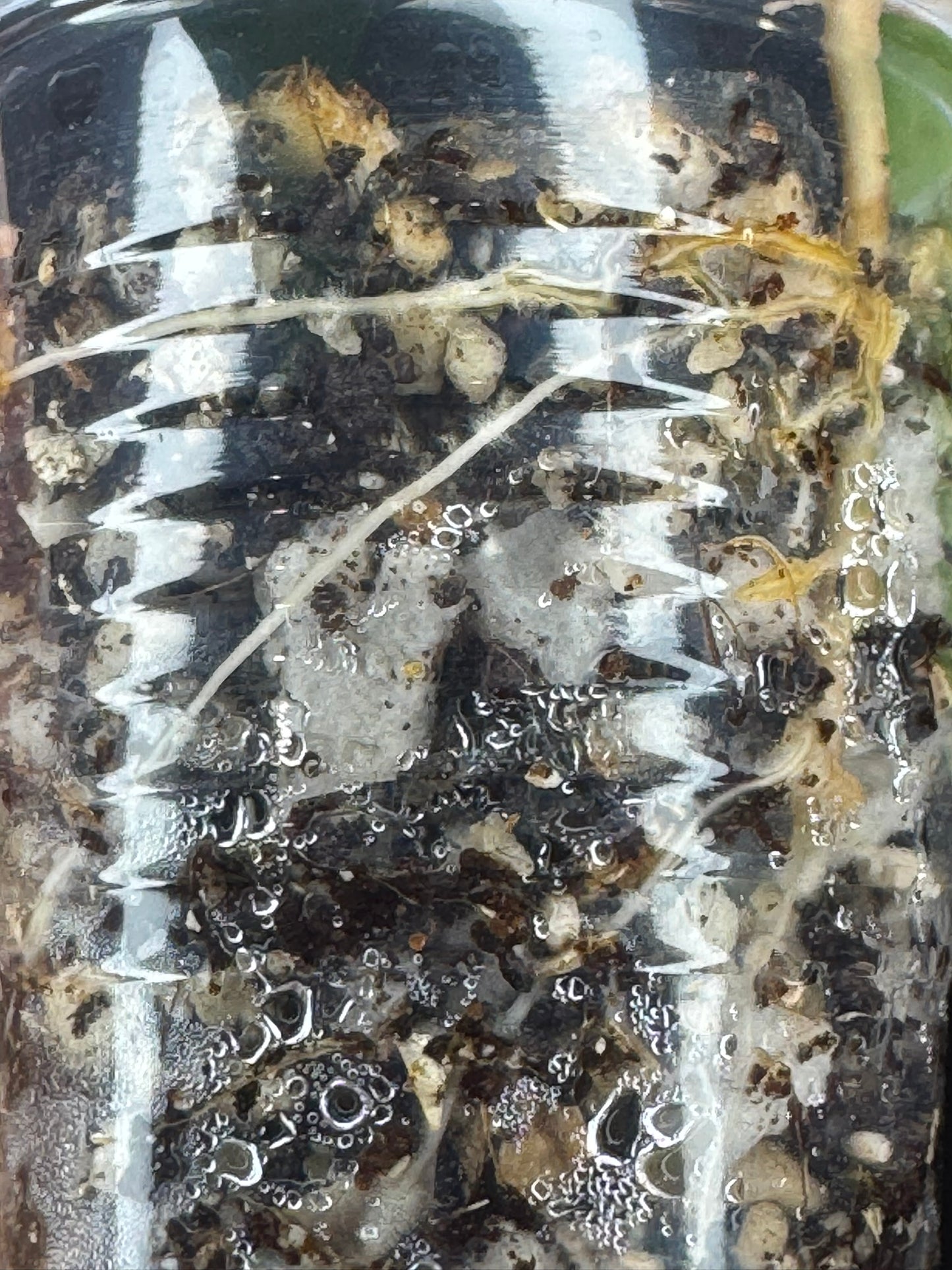 Hoya verticillata inner variegated (#1), nice variegation