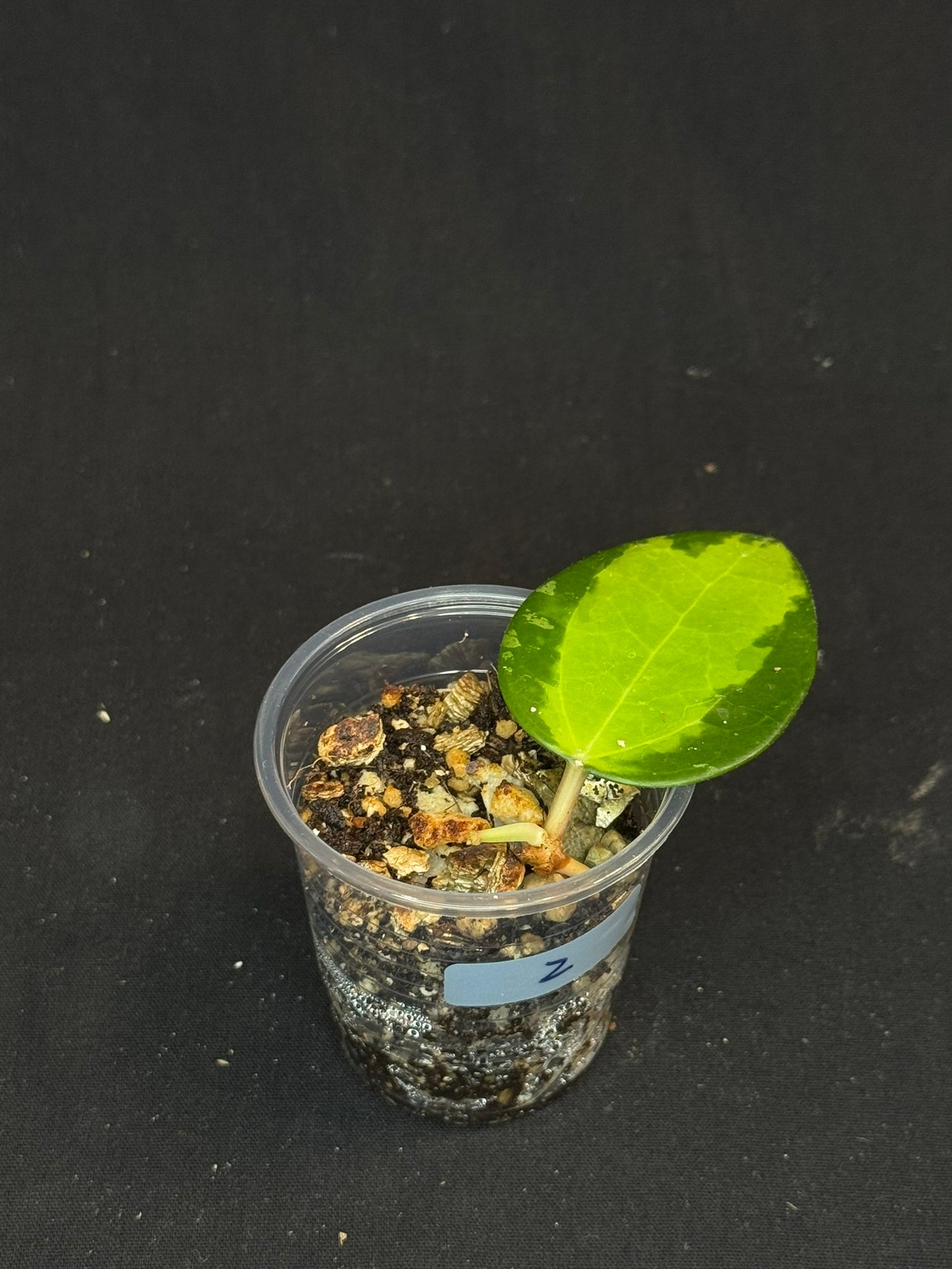 Hoya verticillata inner variegated (#2), nice variegation