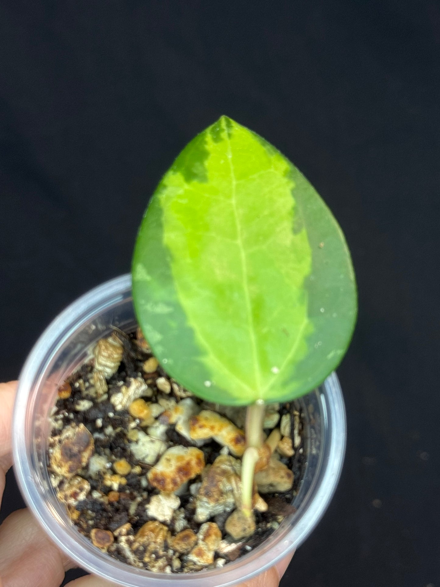 Hoya verticillata inner variegated (#2), nice variegation