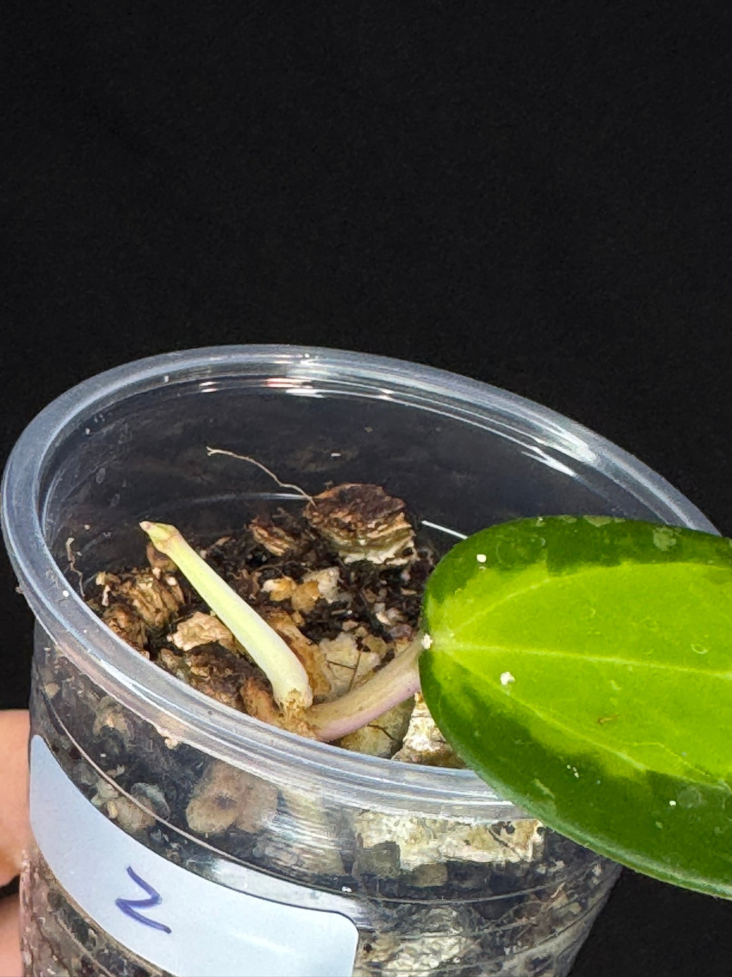 Hoya verticillata inner variegated (#2), nice variegation