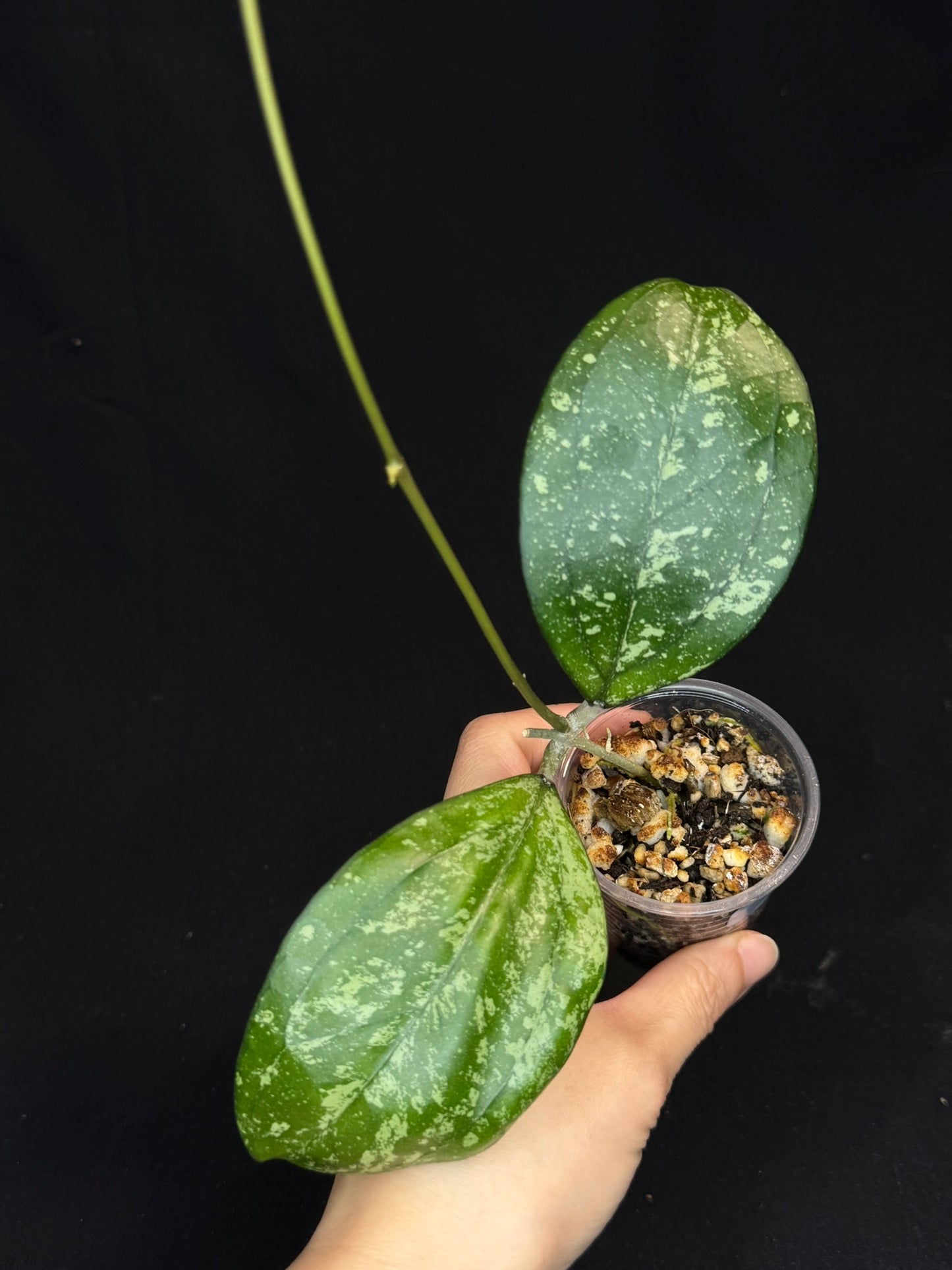 Hoya cv Meena (splash), splashy leaves with long vine #1