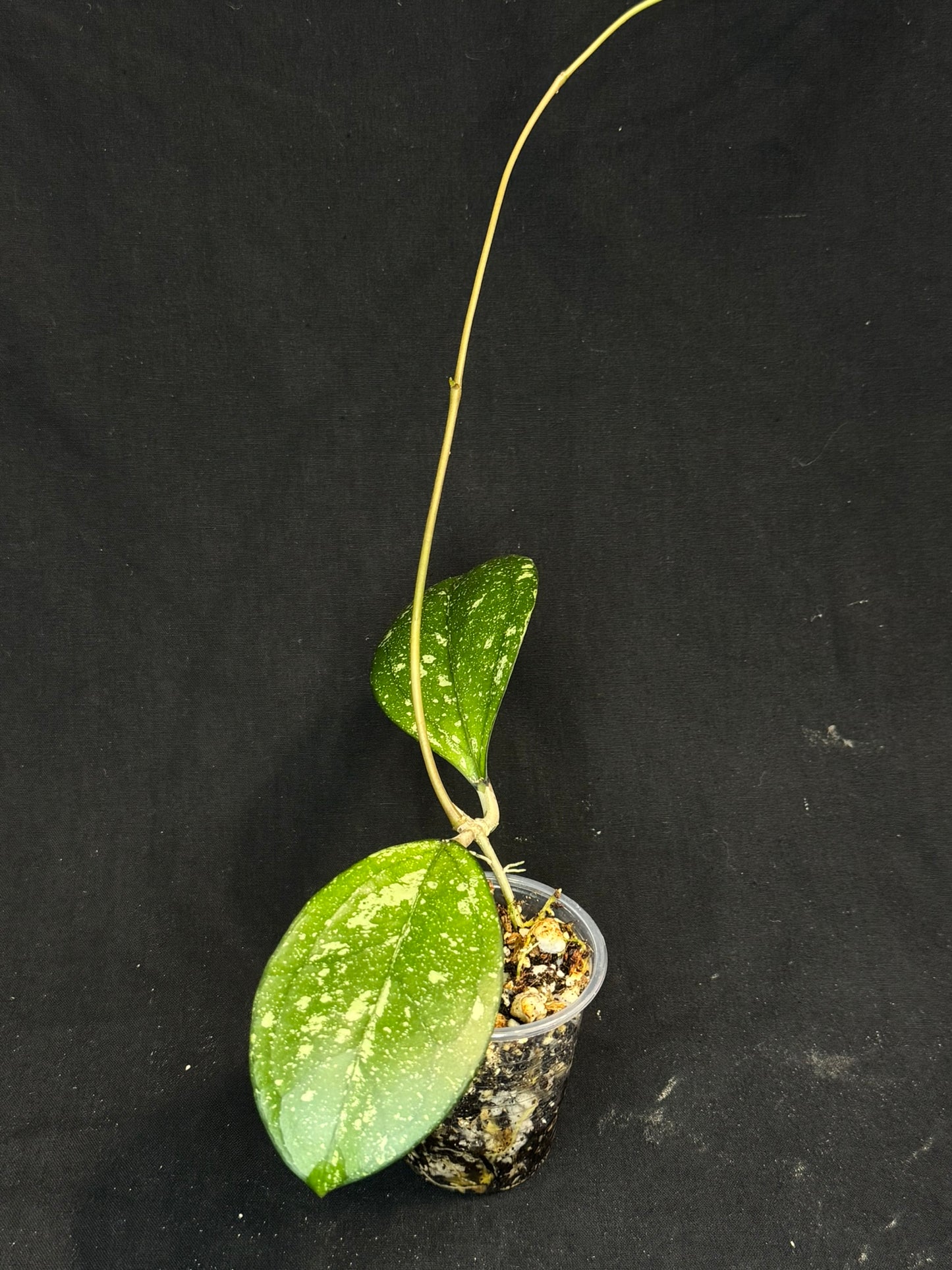 Hoya cv Meena (splash), splashy leaves with long vine #2