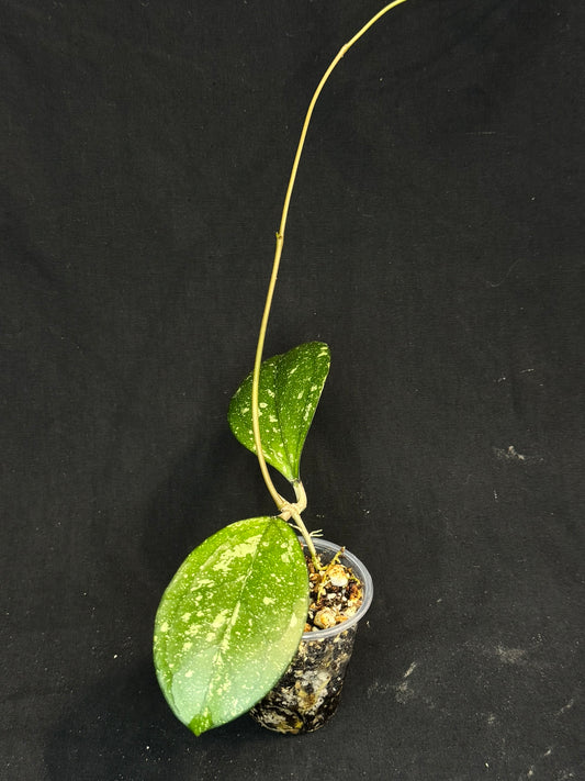 Hoya cv Meena (splash), splashy leaves with long vine #2