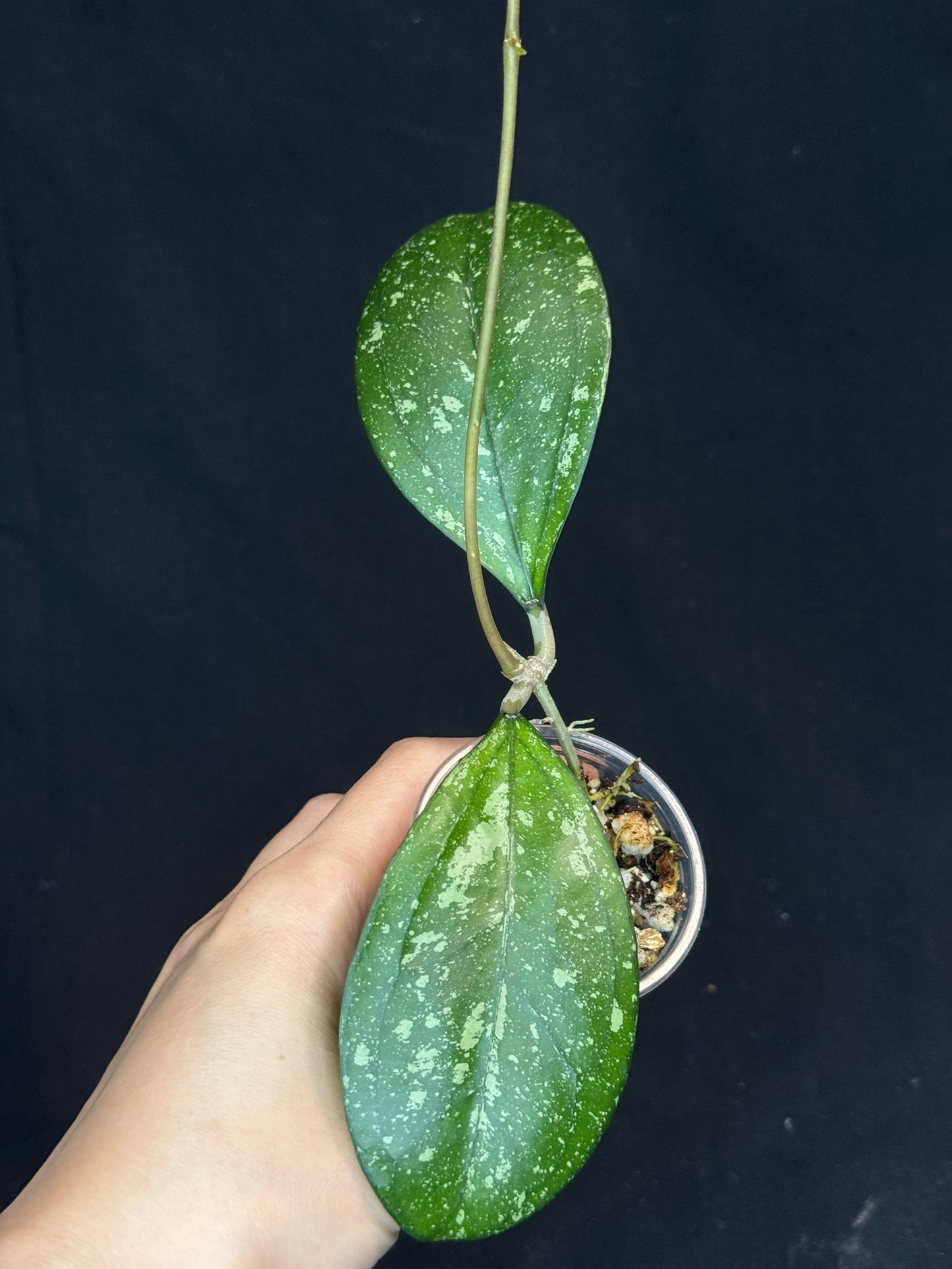 Hoya cv Meena (splash), splashy leaves with long vine #2