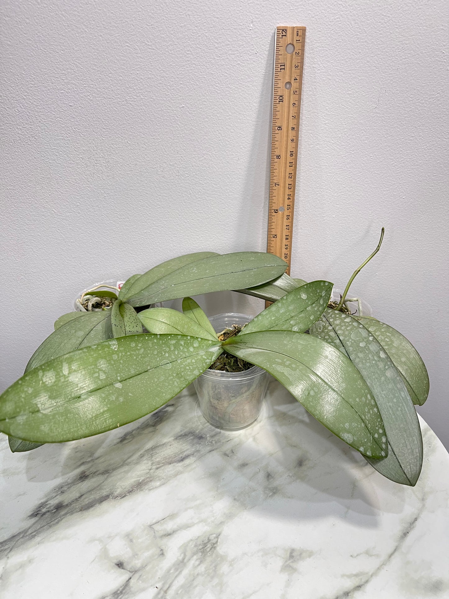 Silver Leaves! Phal Bronze Maiden (=schilleriana x mannii 'Black') (C21)