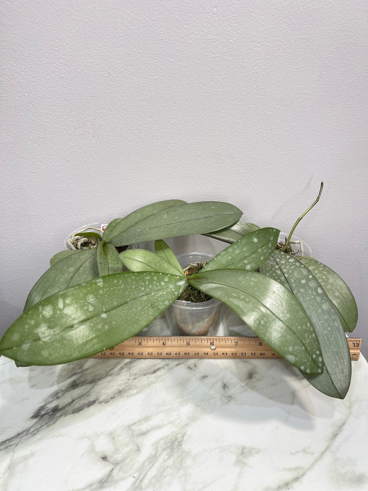 Silver Leaves! Phal Bronze Maiden (=schilleriana x mannii 'Black') (C21)