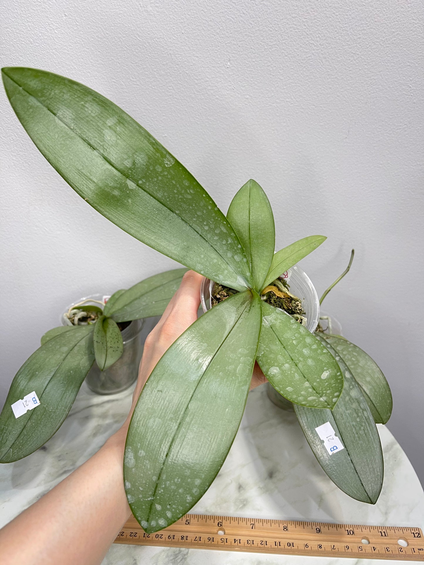 Silver Leaves! Phal Bronze Maiden (=schilleriana x mannii 'Black') (C21)