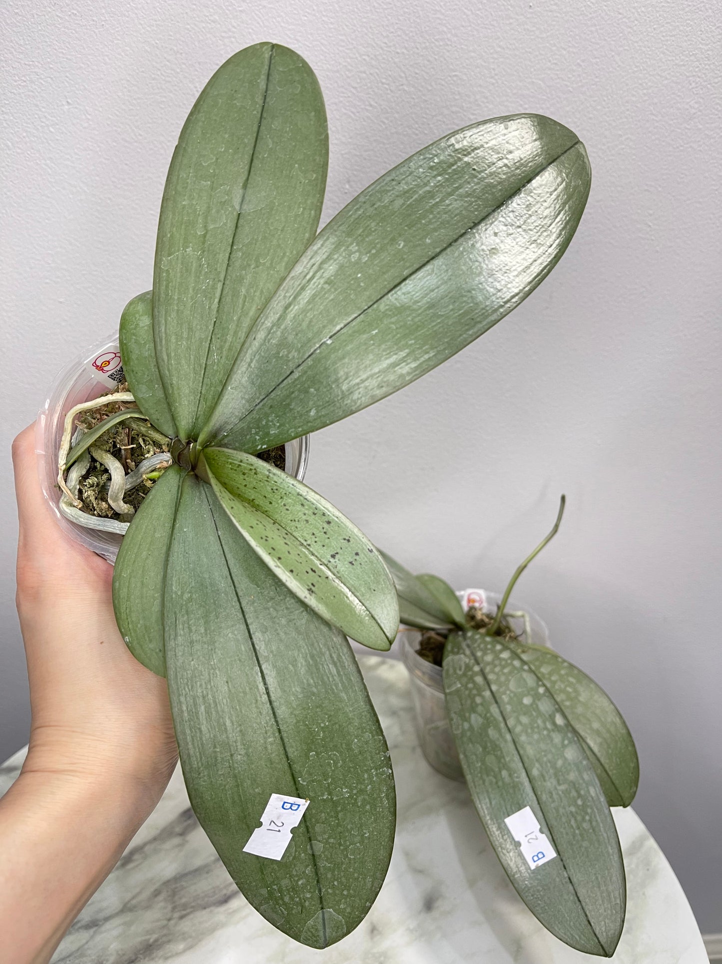 Silver Leaves! Phal Bronze Maiden (=schilleriana x mannii 'Black') (C21)