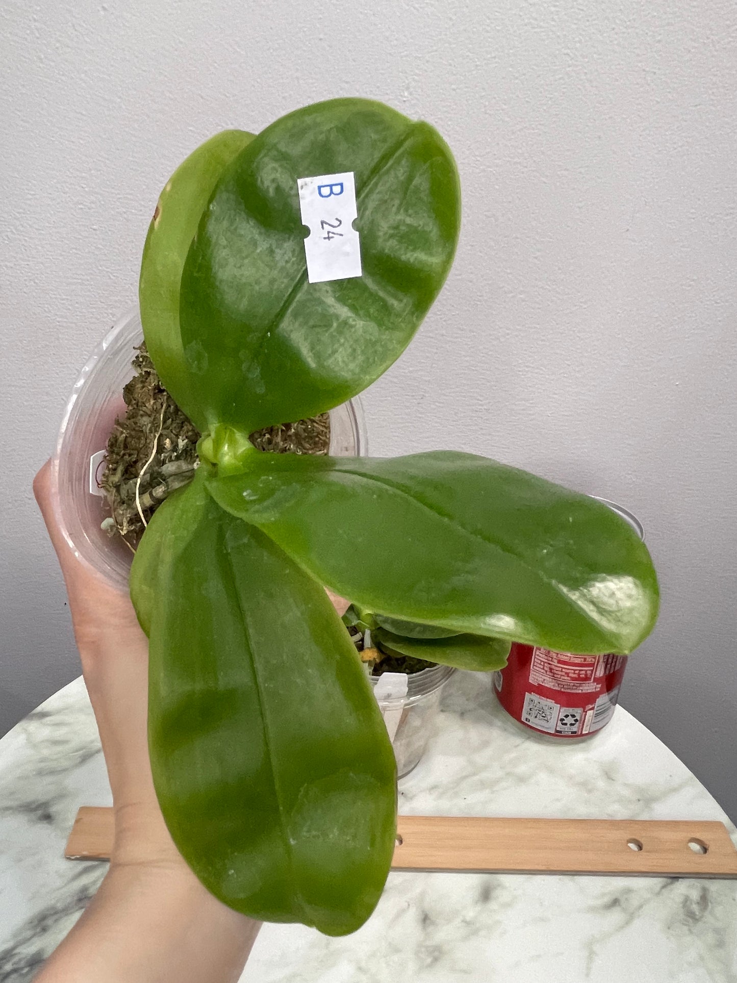 Phal Samera var. blue x sib (C24)