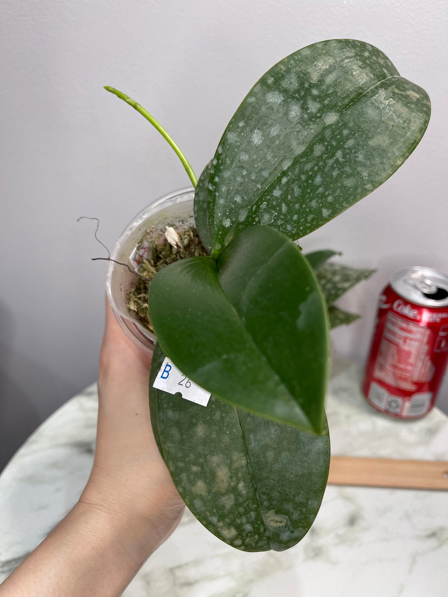 Phal Mini Mark, cute, compact, 迷你马克 (C26)