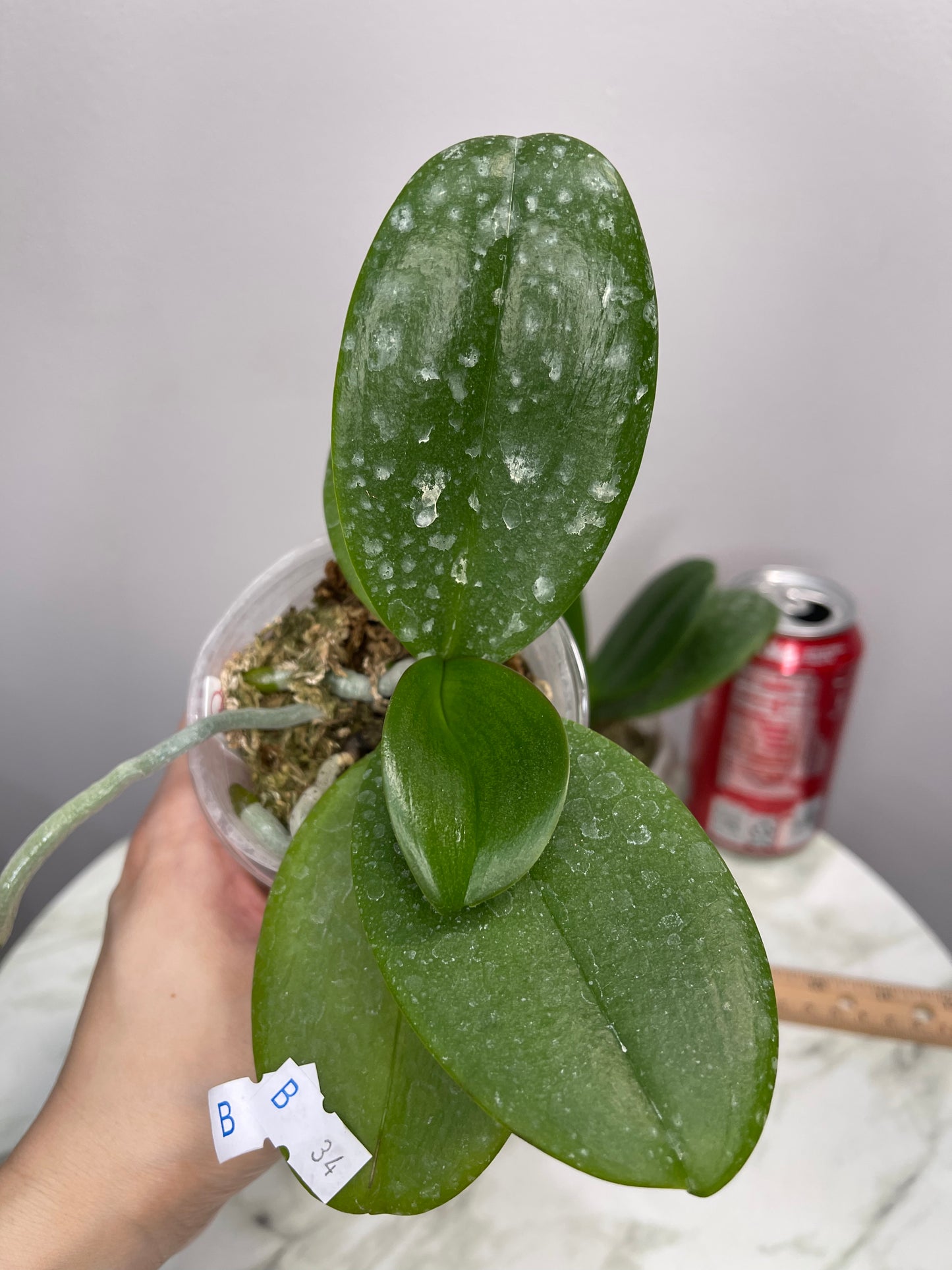 Phal Younghome Walle '05102' (C34)