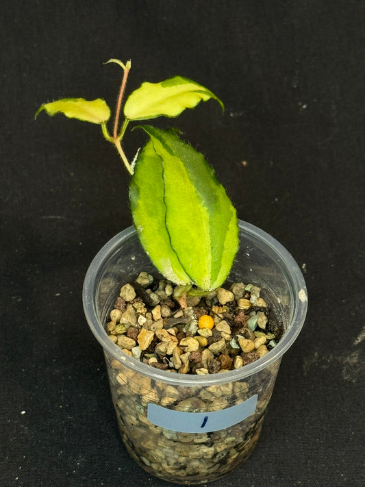 UNICORN🦄! Hoya caudata variegated (#1), neon sunstressed variegation color, super rare (Upgrade Shipping is recommended)