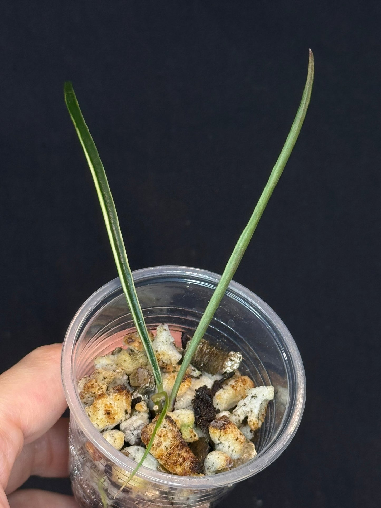 Hoya acicularis albomarginata, special leaves