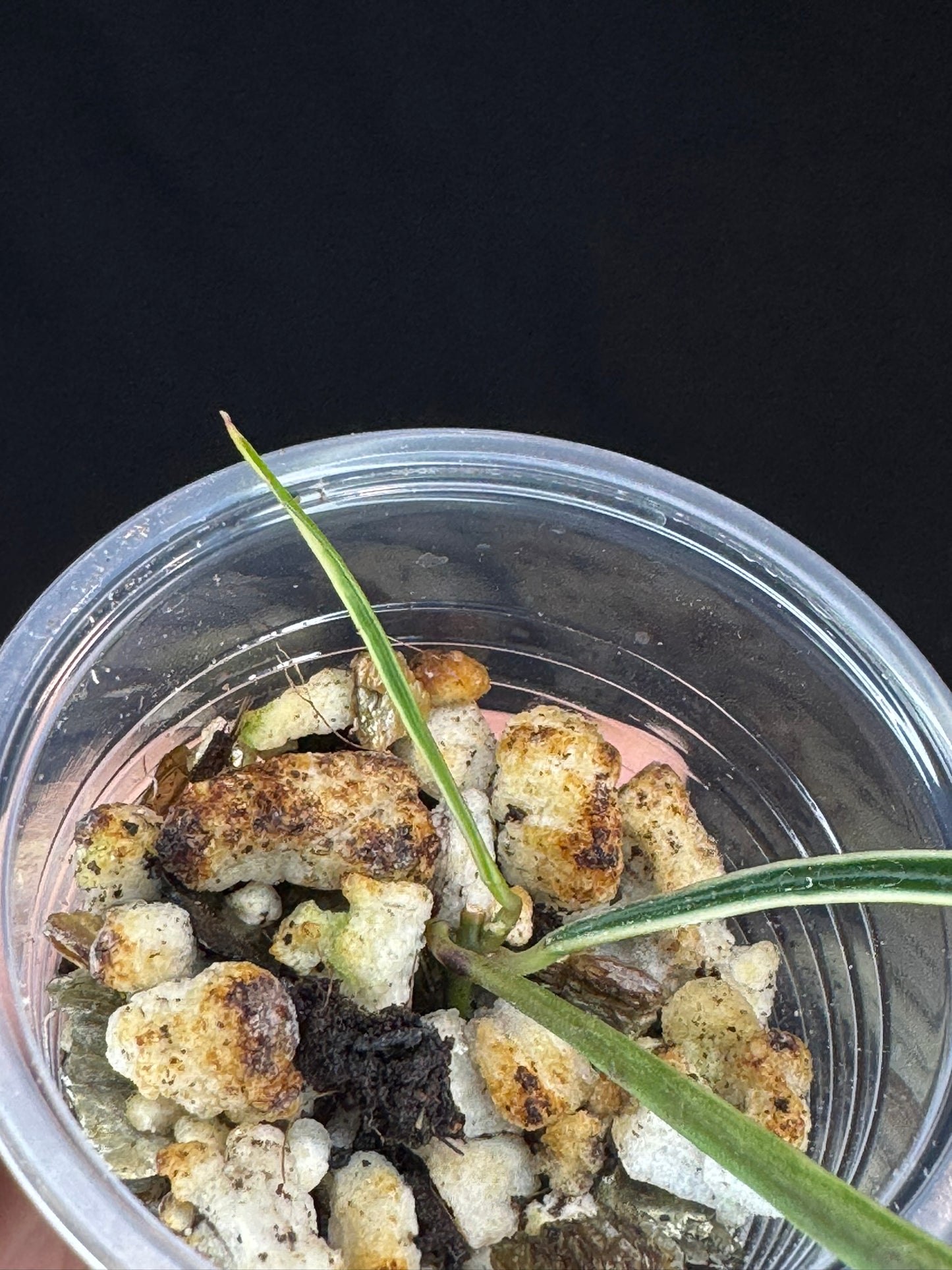 Hoya acicularis albomarginata, special leaves