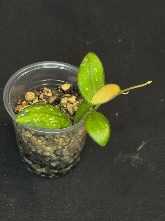 UNICORN🦄! Hoya sp. VL9 variegated, different variegation colors with spash, rare