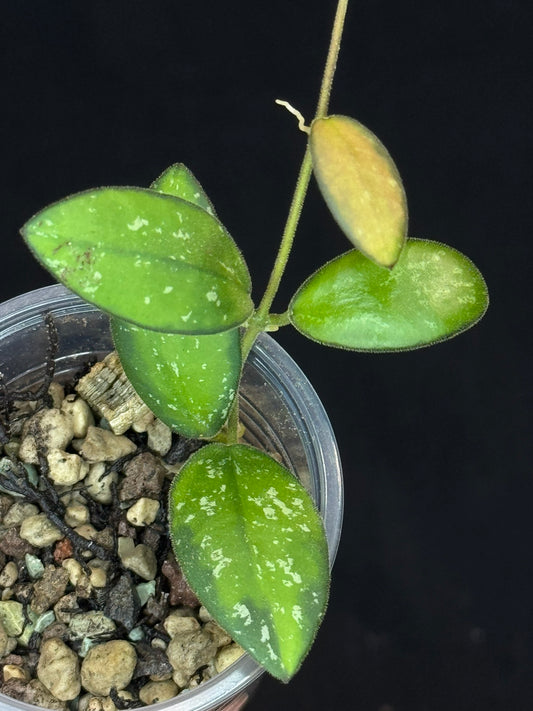 UNICORN🦄! Hoya sp. VL9 variegated, different variegation colors with spash, rare