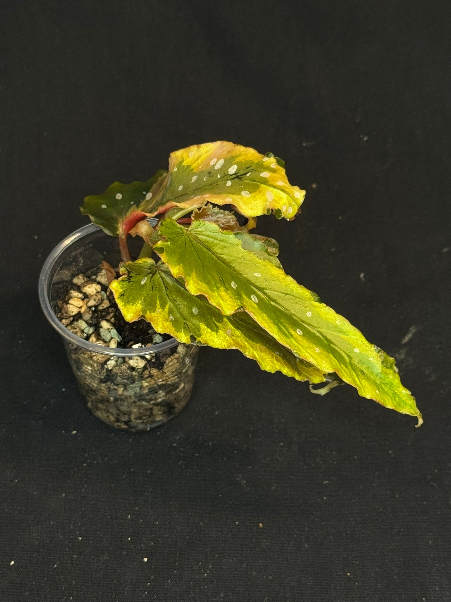 Begonia Plant 'Dainty Spary' Variegated, rare